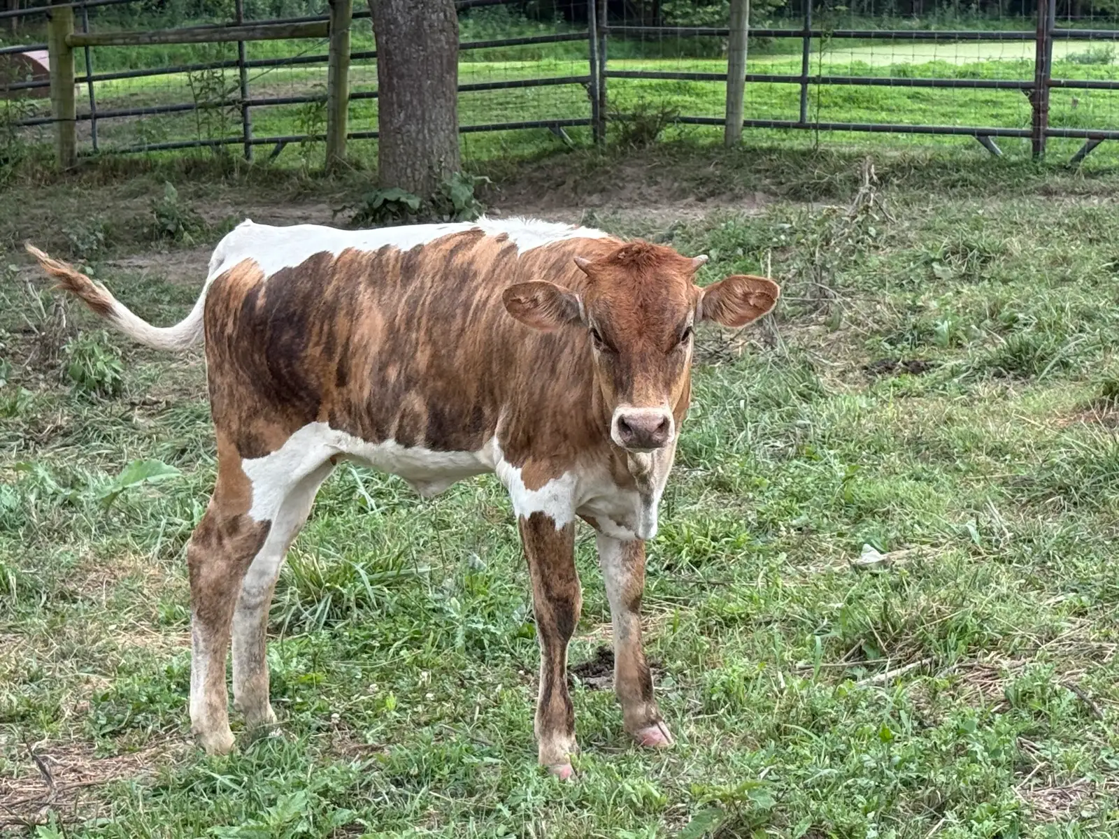 Calves We've Raised at Fun-EE Farm Longhorns