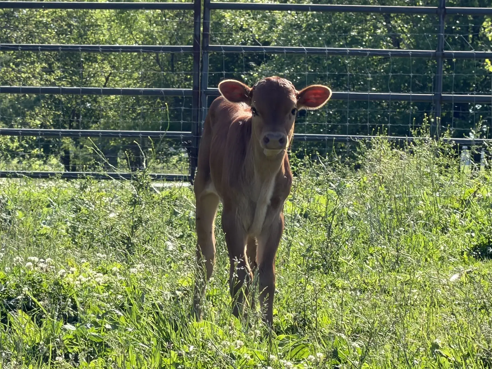 Leggs, a red Texas Longhorn heifer calf at Fun-EE Farm