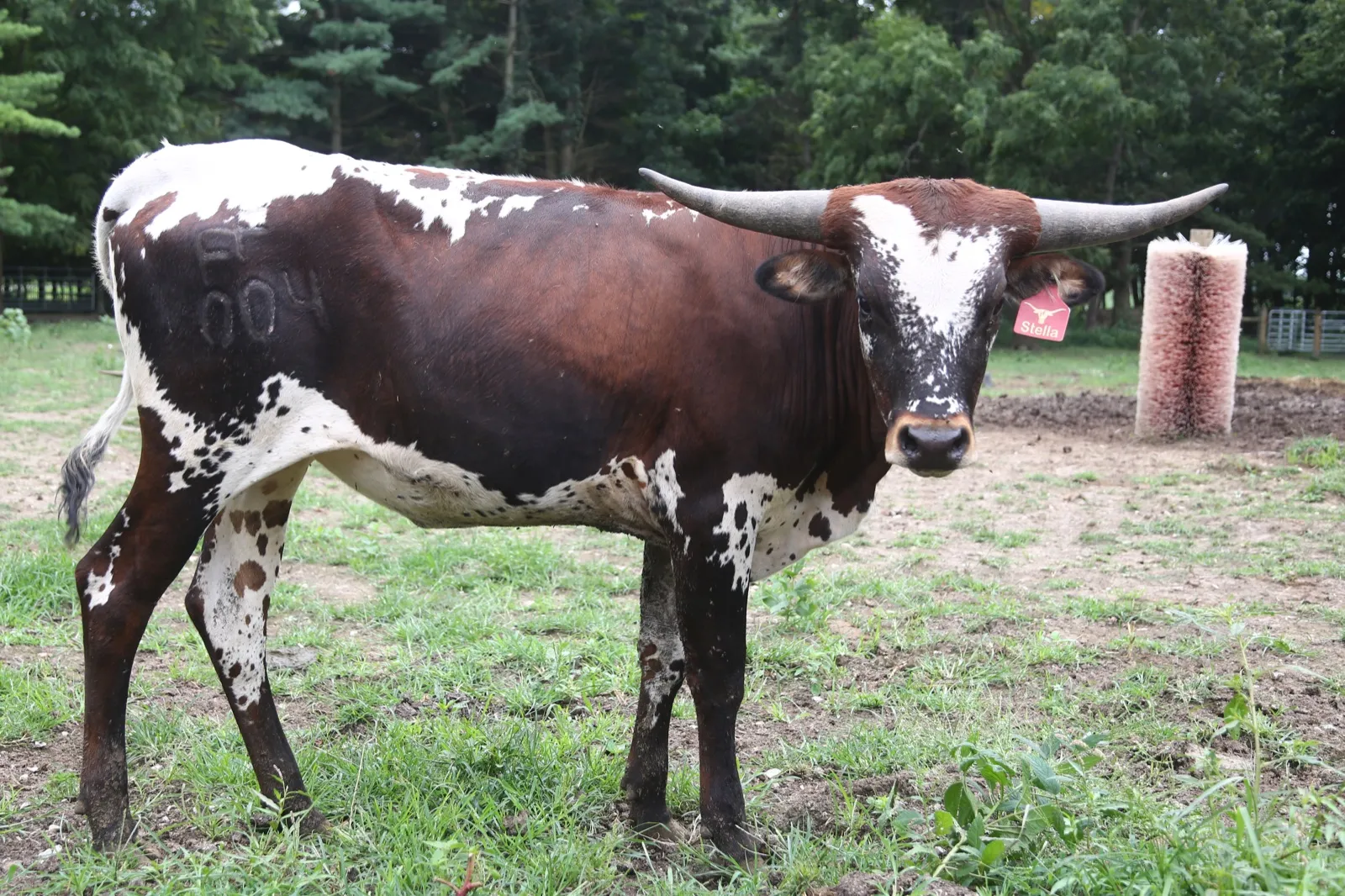 RazzleDazzle Hot Lucille (Lucy), a brown-and-white Texas Longhorn cow at Fun-EE Farm