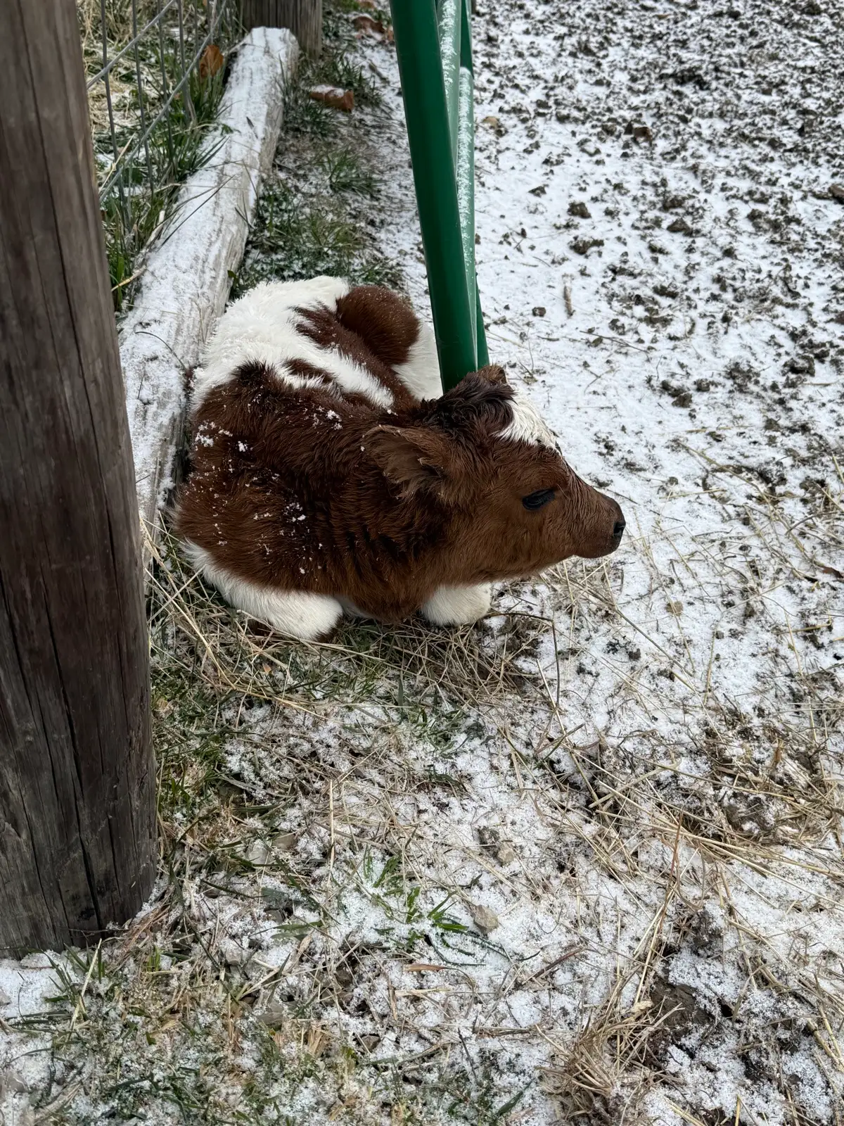 Calves We've Raised at Fun-EE Farm Longhorns