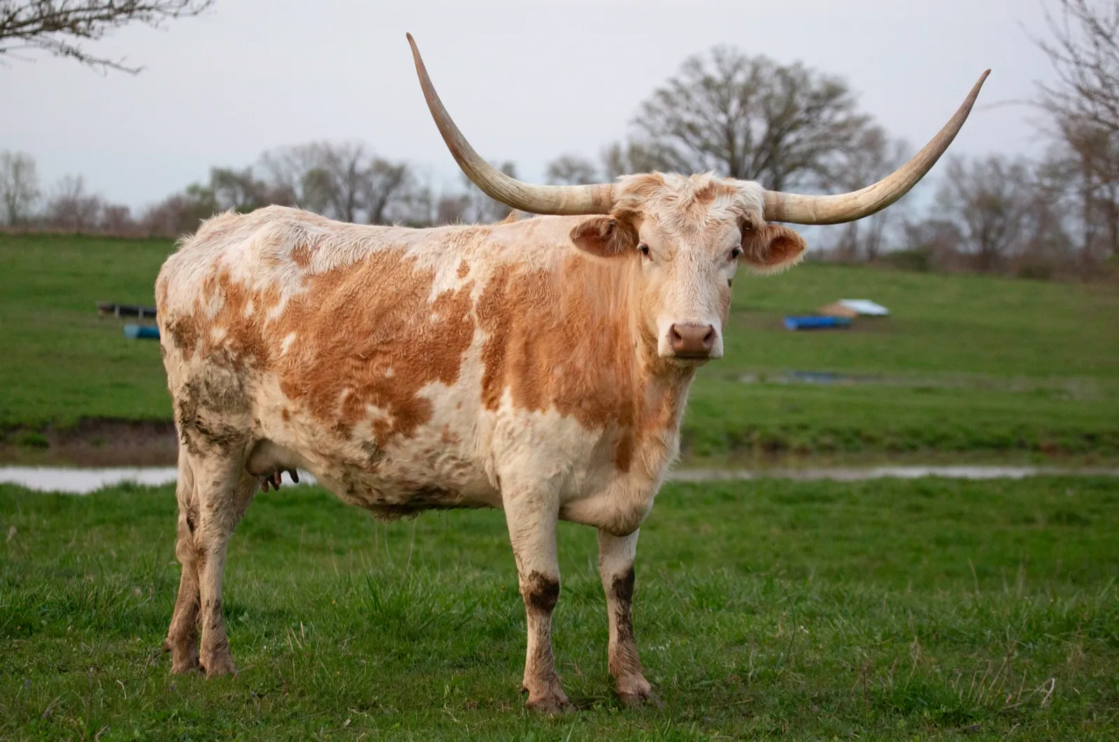 OHL Tonya, a yellow-and-white Texas Longhorn cow at Fun-EE Farm
