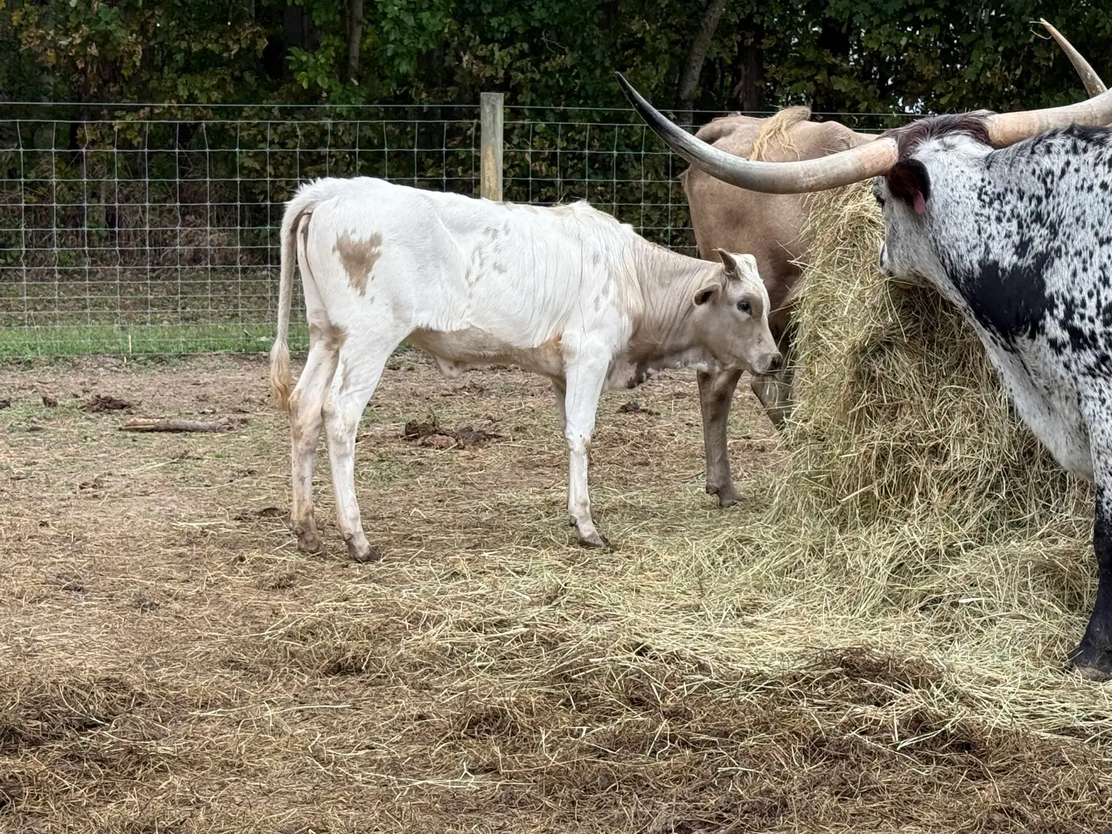 Calves We've Raised at Fun-EE Farm Longhorns