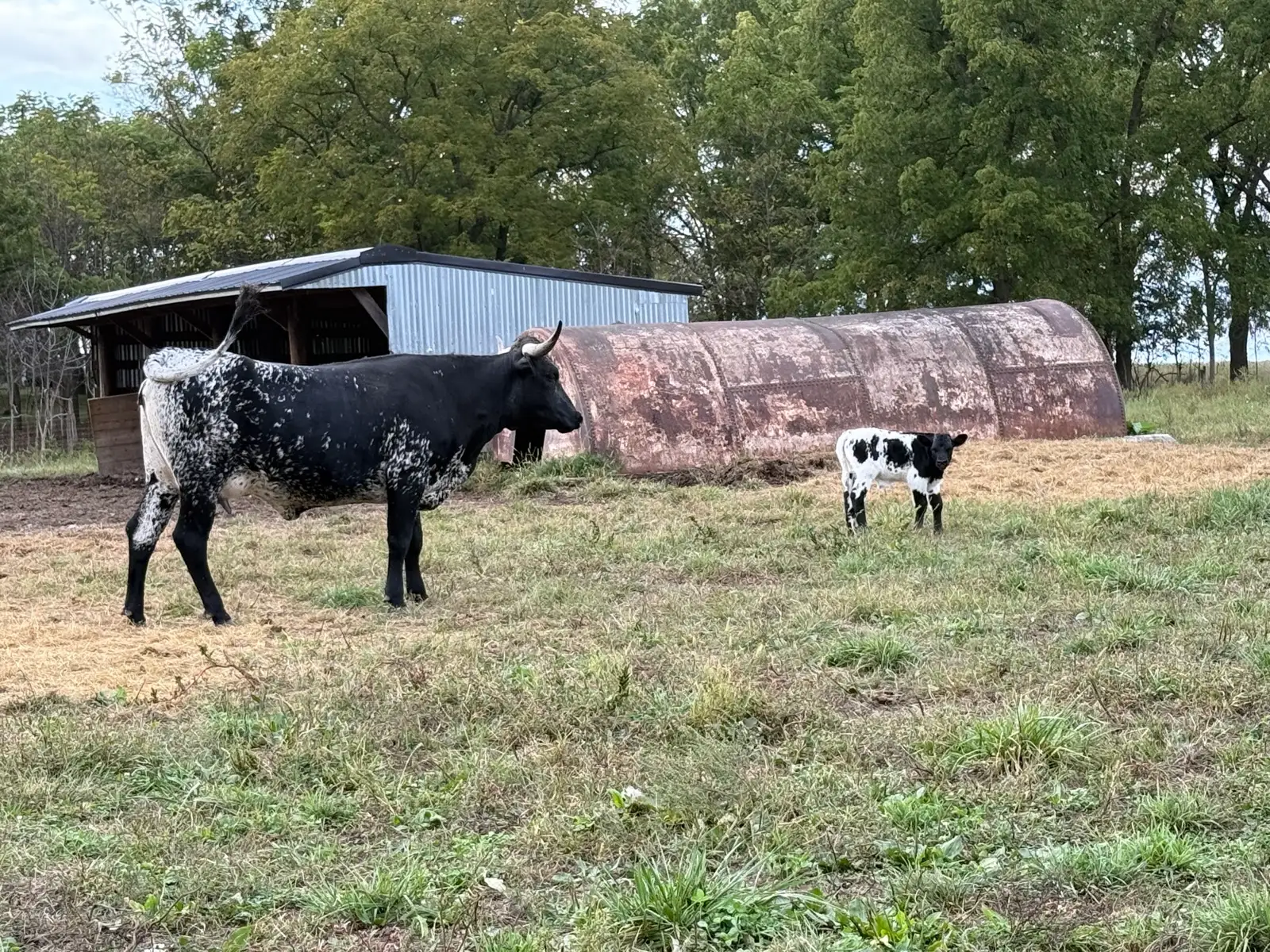 Calves We've Raised at Fun-EE Farm Longhorns