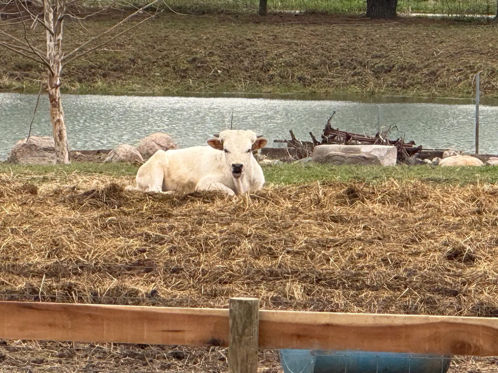 Calves We've Raised at Fun-EE Farm Longhorns