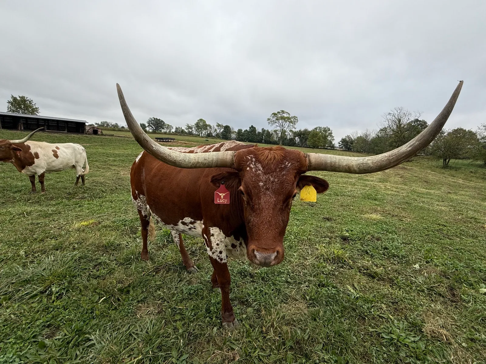 RazzleDazzle Hot Lucille, brown-and-white Texas Longhorn cow