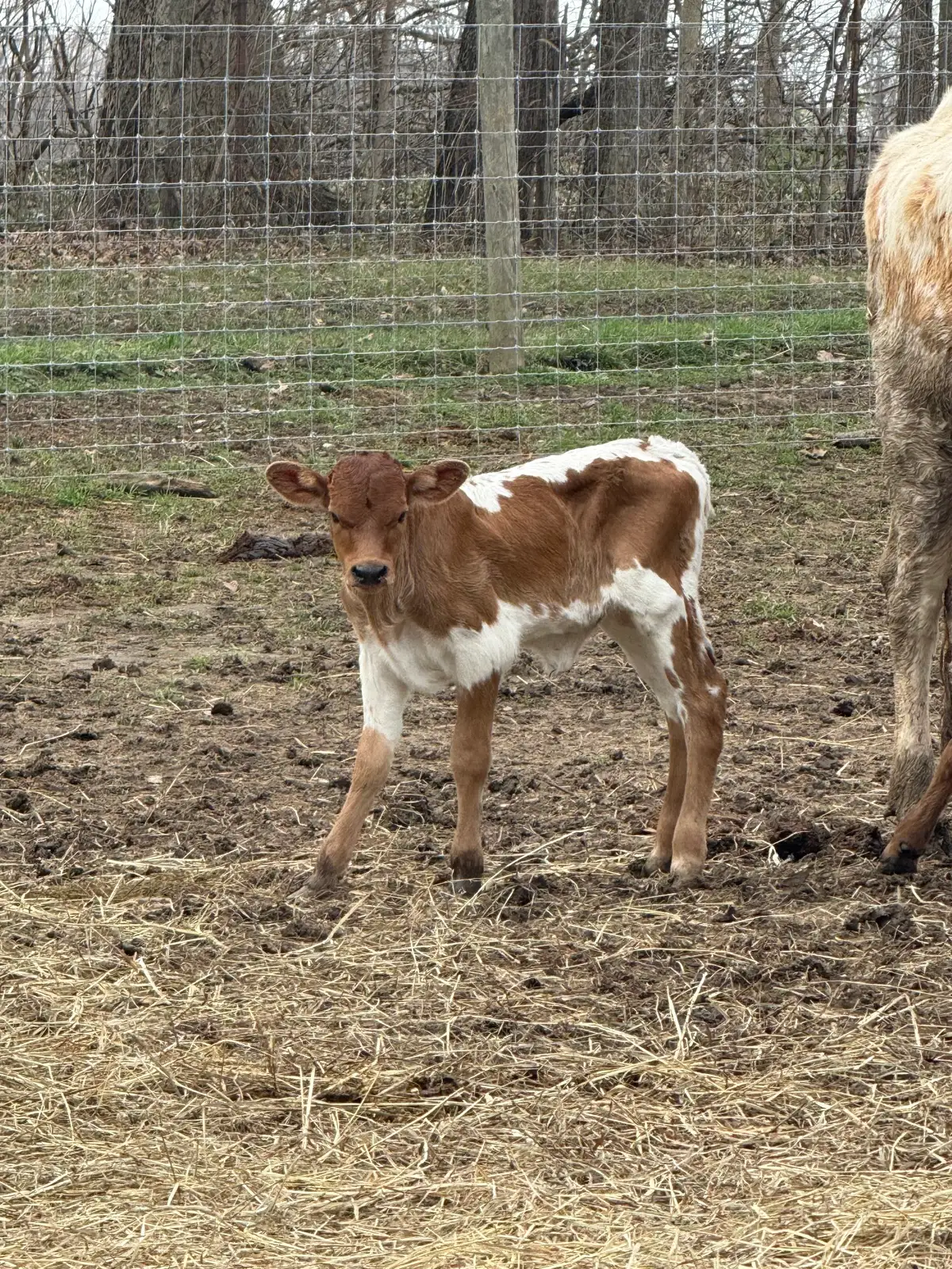 Calves We've Raised at Fun-EE Farm Longhorns