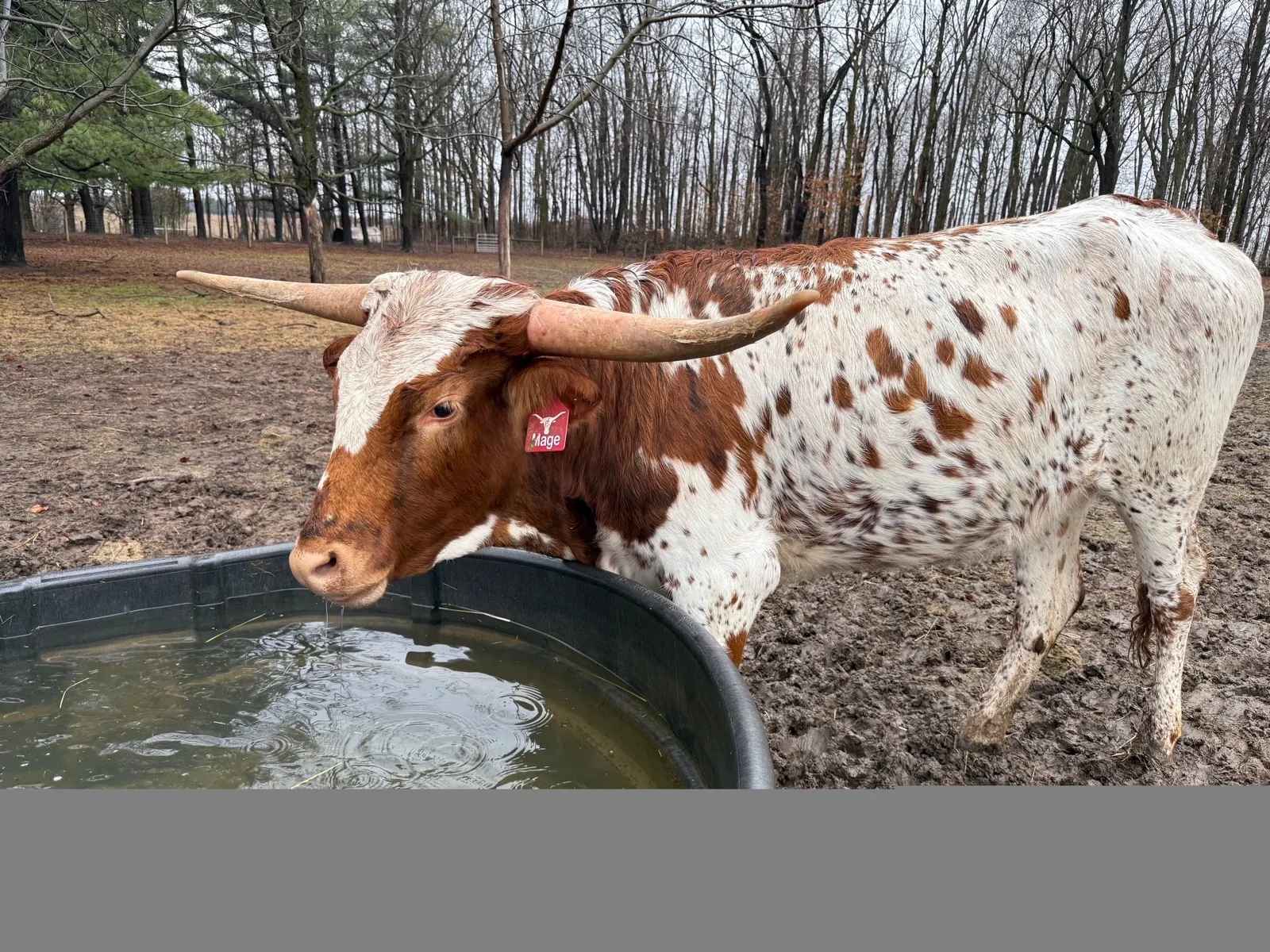 AA Mage, red-and-white Texas Longhorn cow