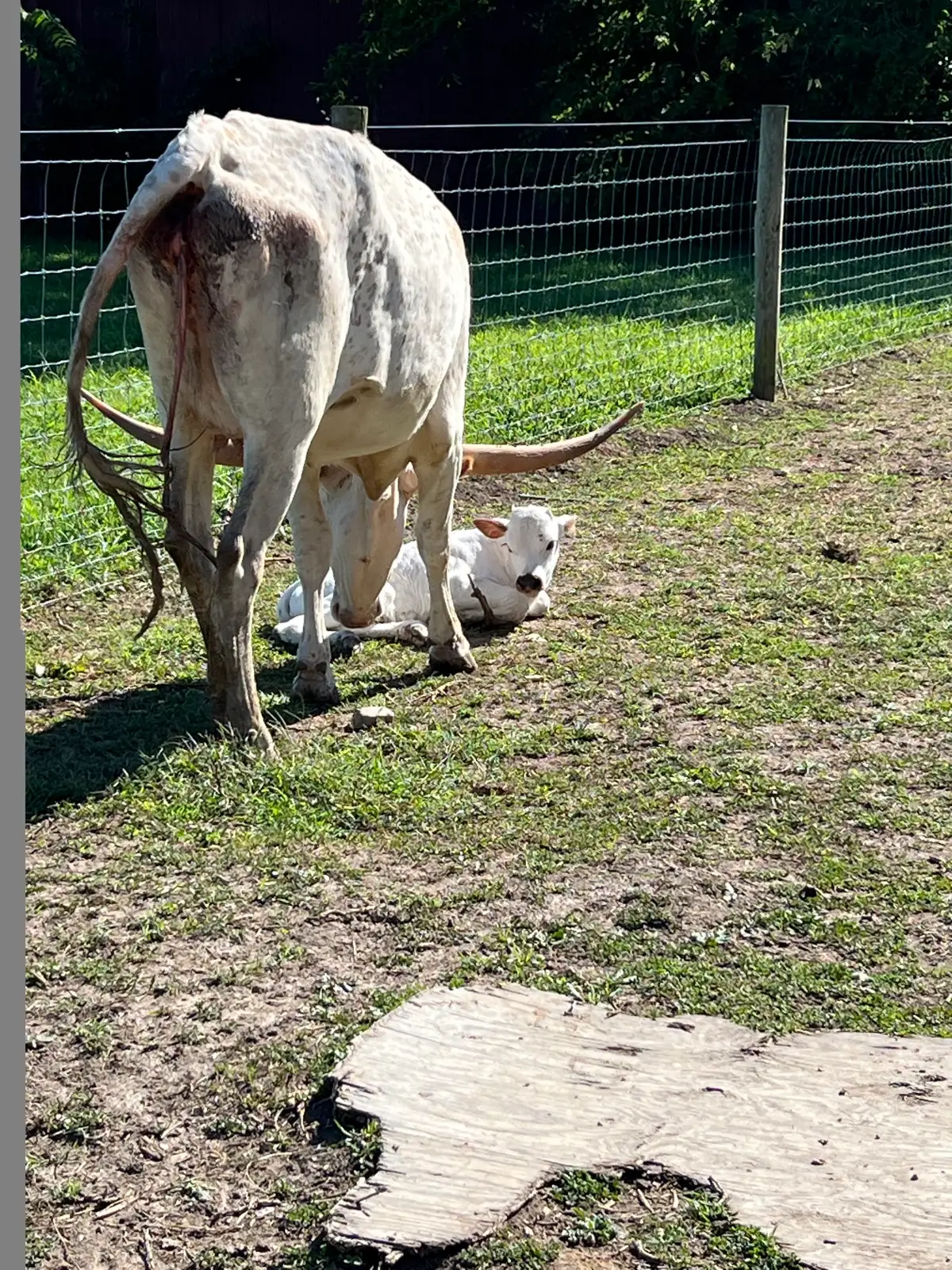 Calves We've Raised at Fun-EE Farm Longhorns