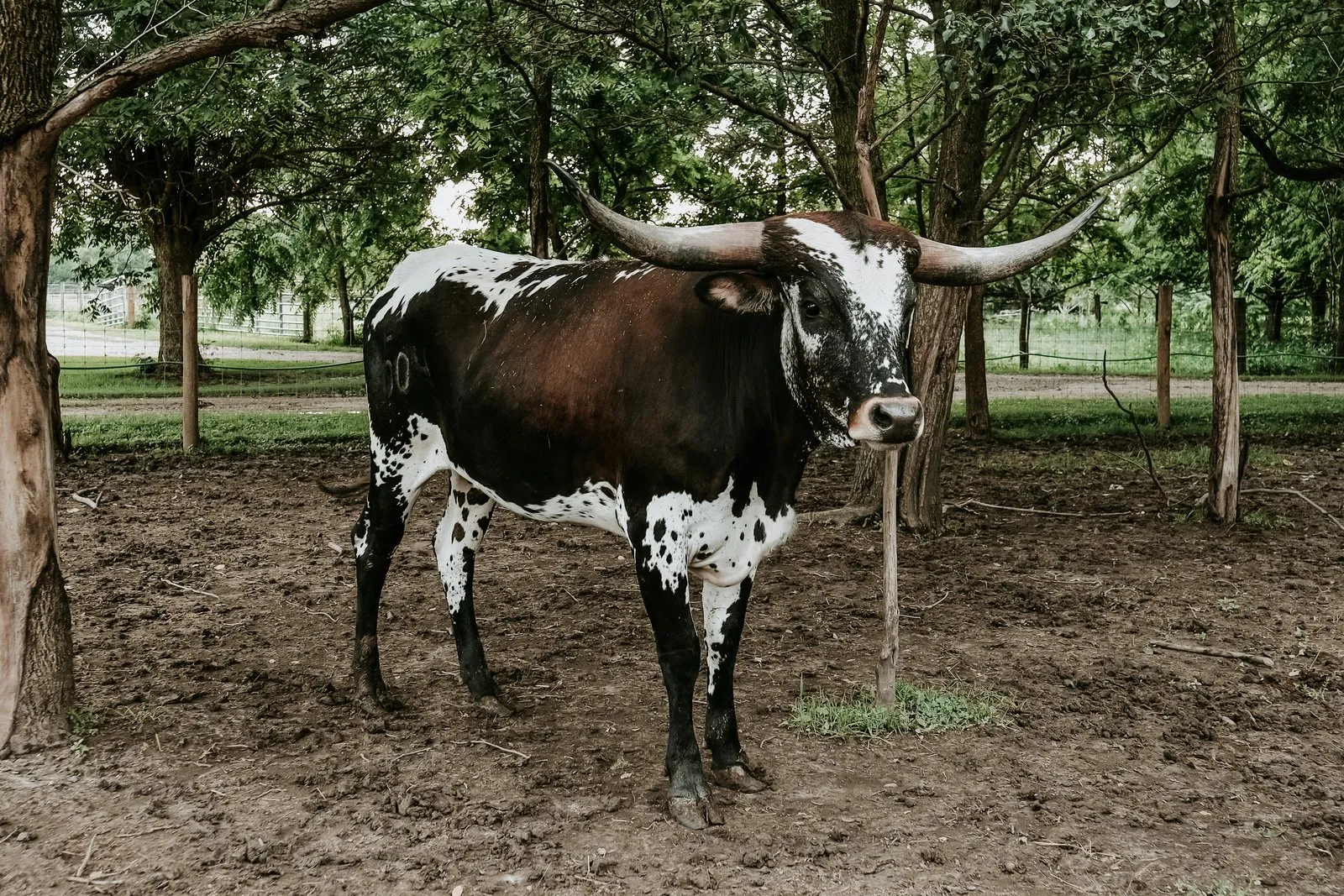 FF Stella's Grand Surprise, a red-and-white Texas Longhorn heifer
