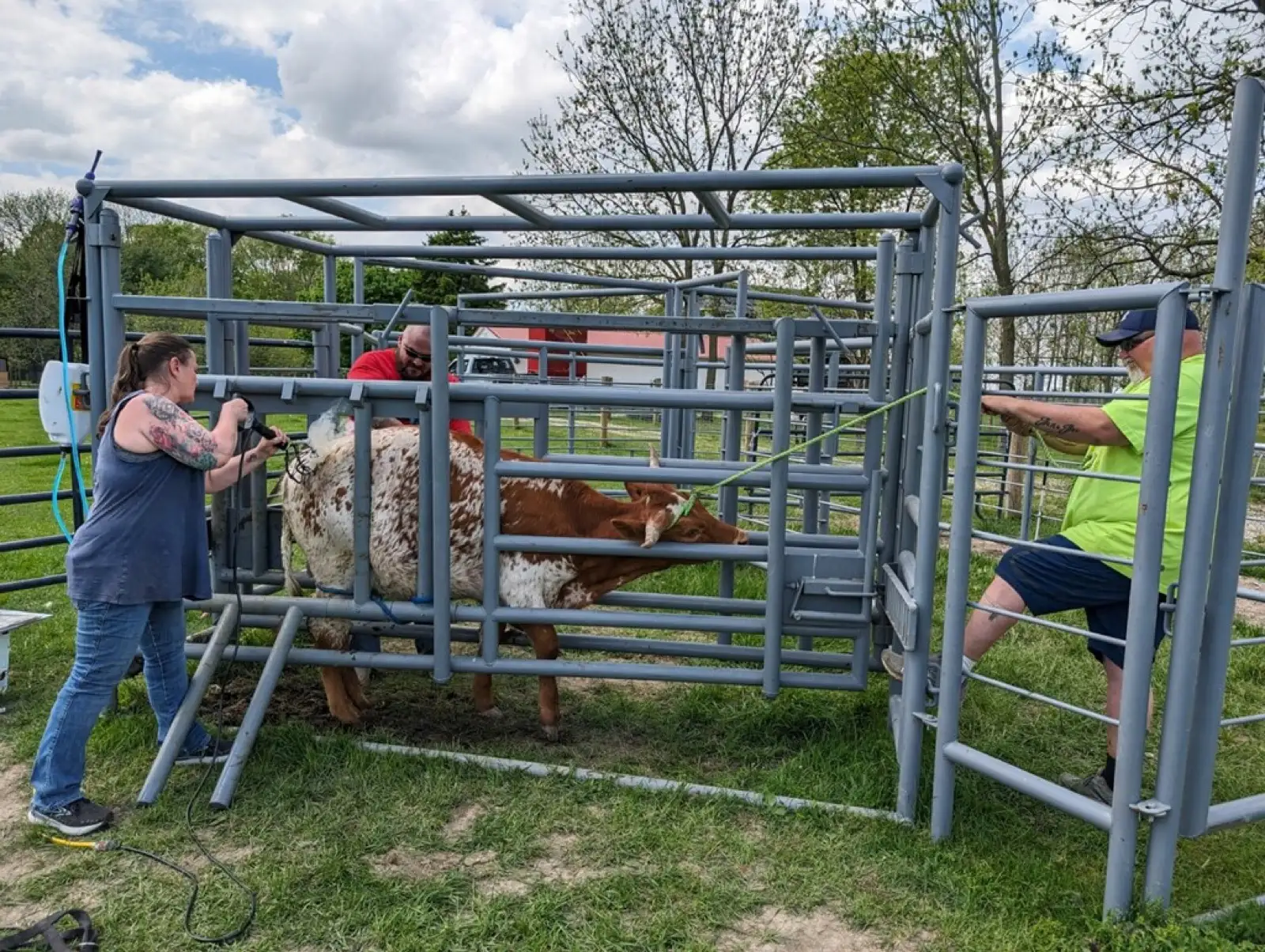Life on the Farm at Fun-EE Farm Longhorns