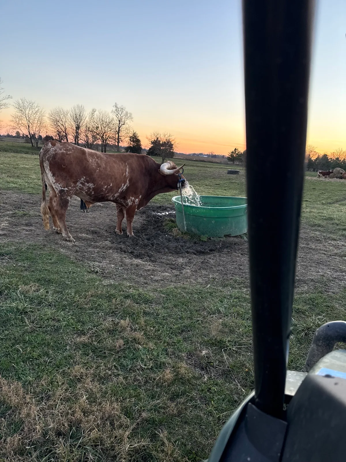 Jest Hangin' Tuff, brindle Texas Longhorn herd sire