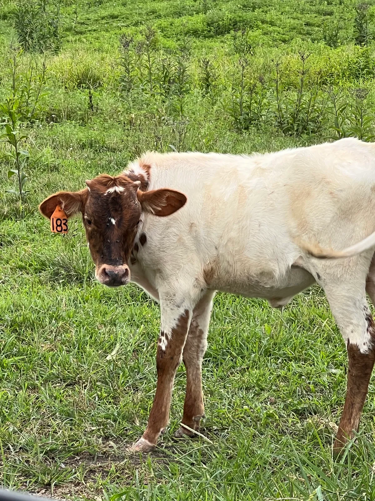 FUF Libby's Chex, white-and-brindle Texas Longhorn cow