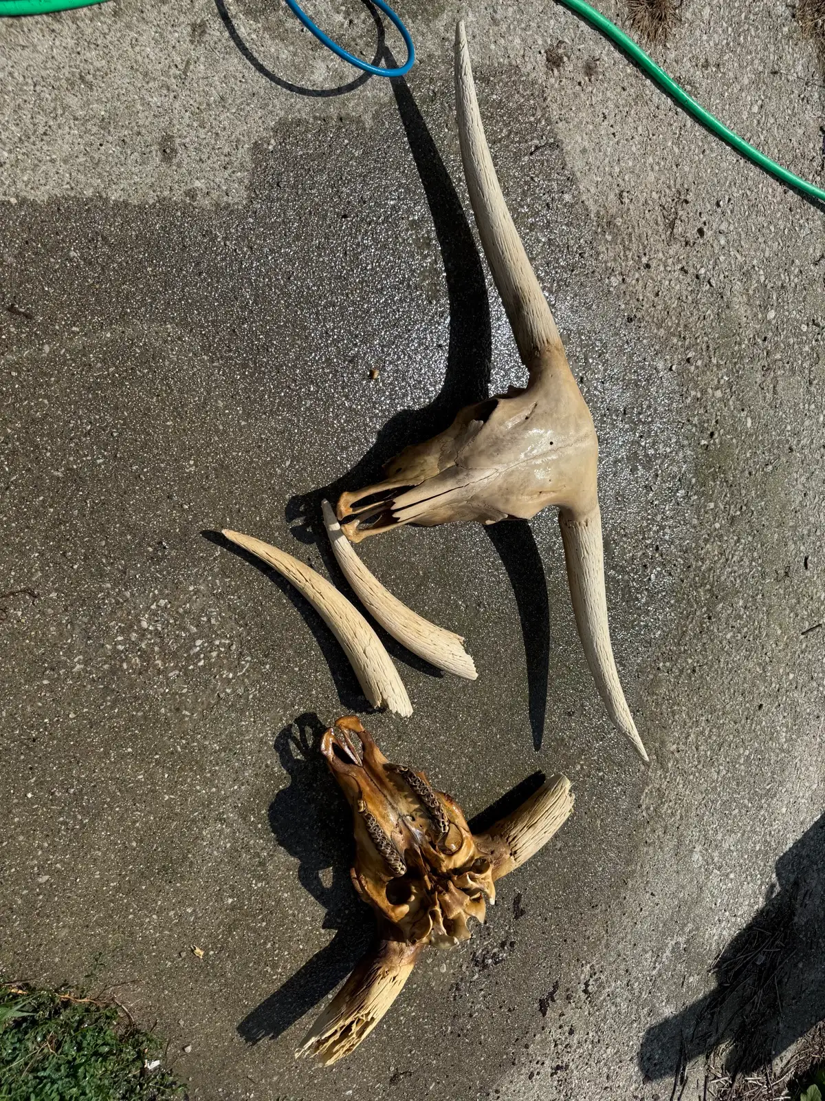 Shows & Skulls at Fun-EE Farm Longhorns