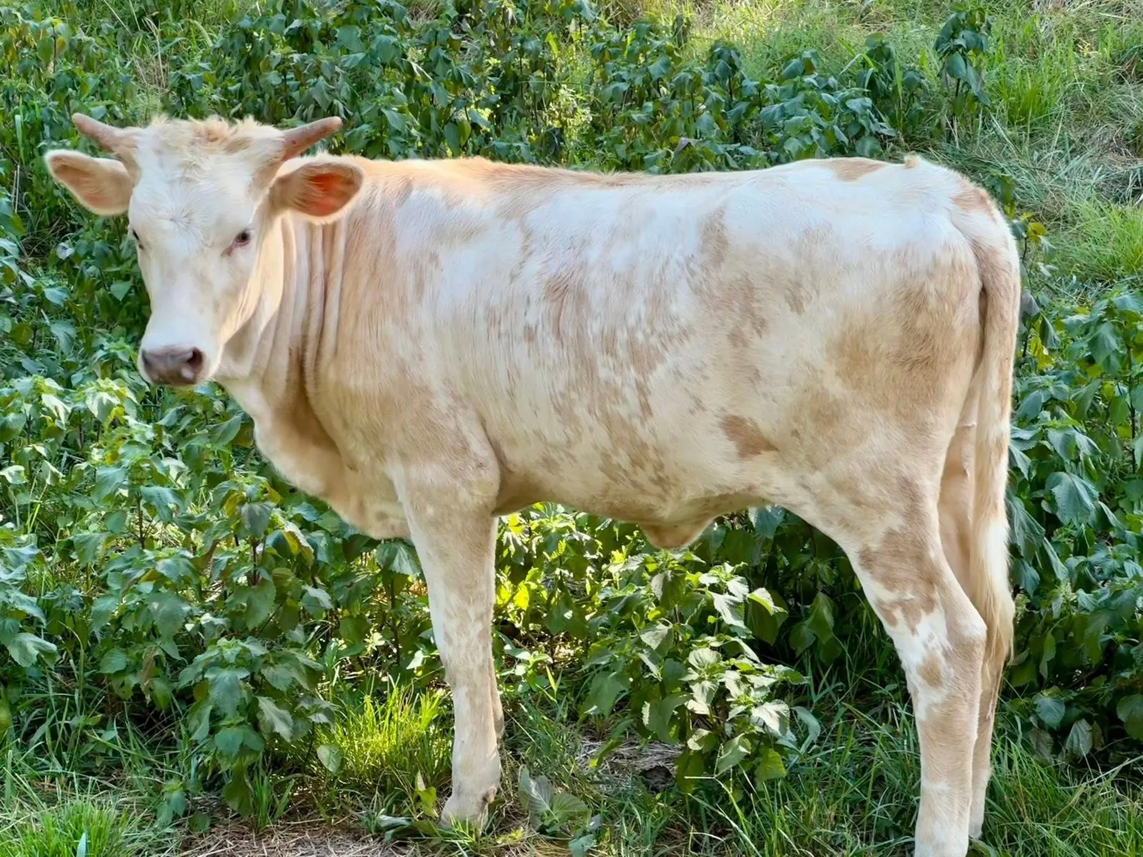 BB Goldminer's Daughter (Sissy), tan-and-white Texas Longhorn heifer