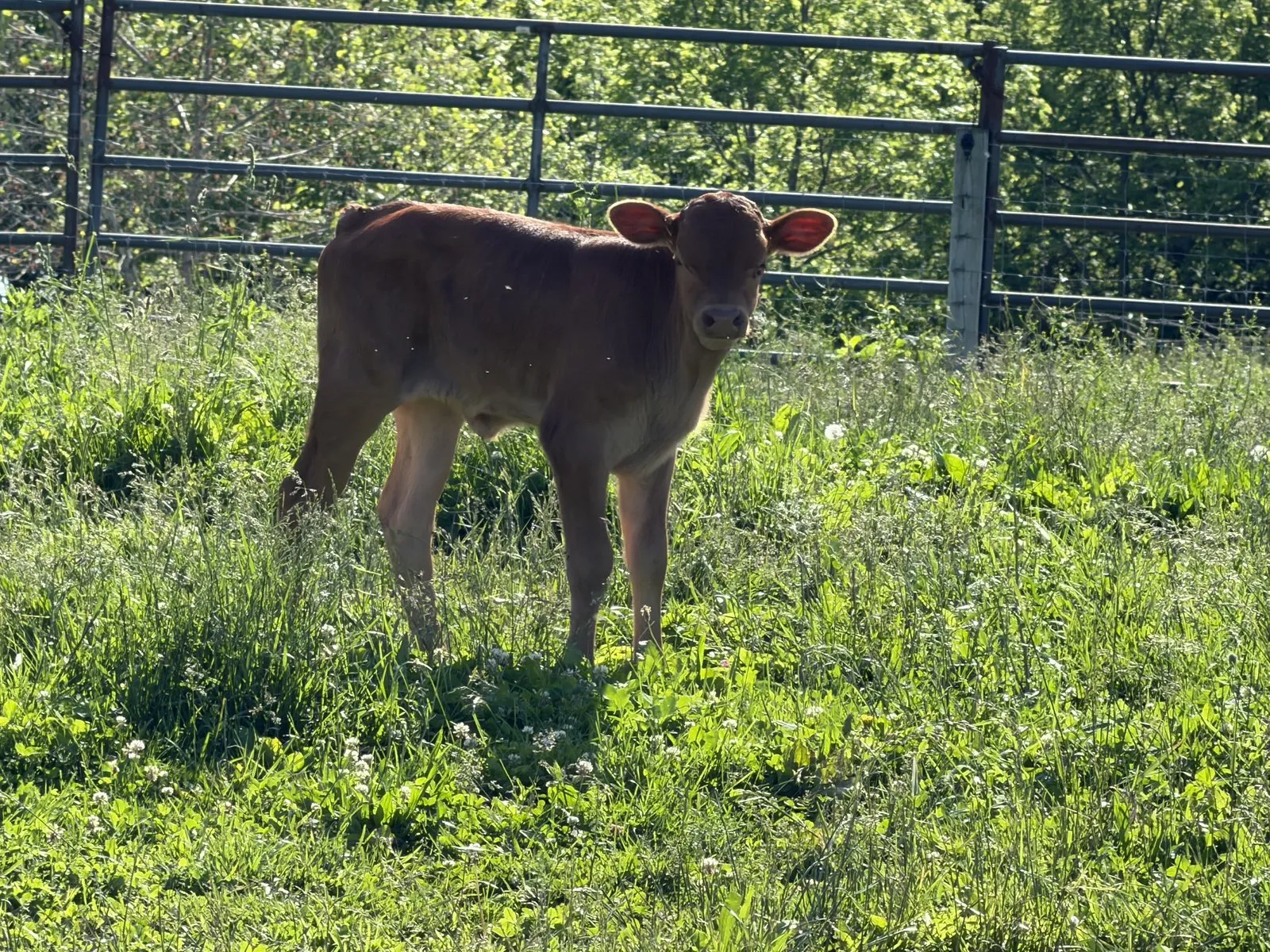 Leggs, Leah's 2026 heifer calf, in the pasture at Fun-EE Farm