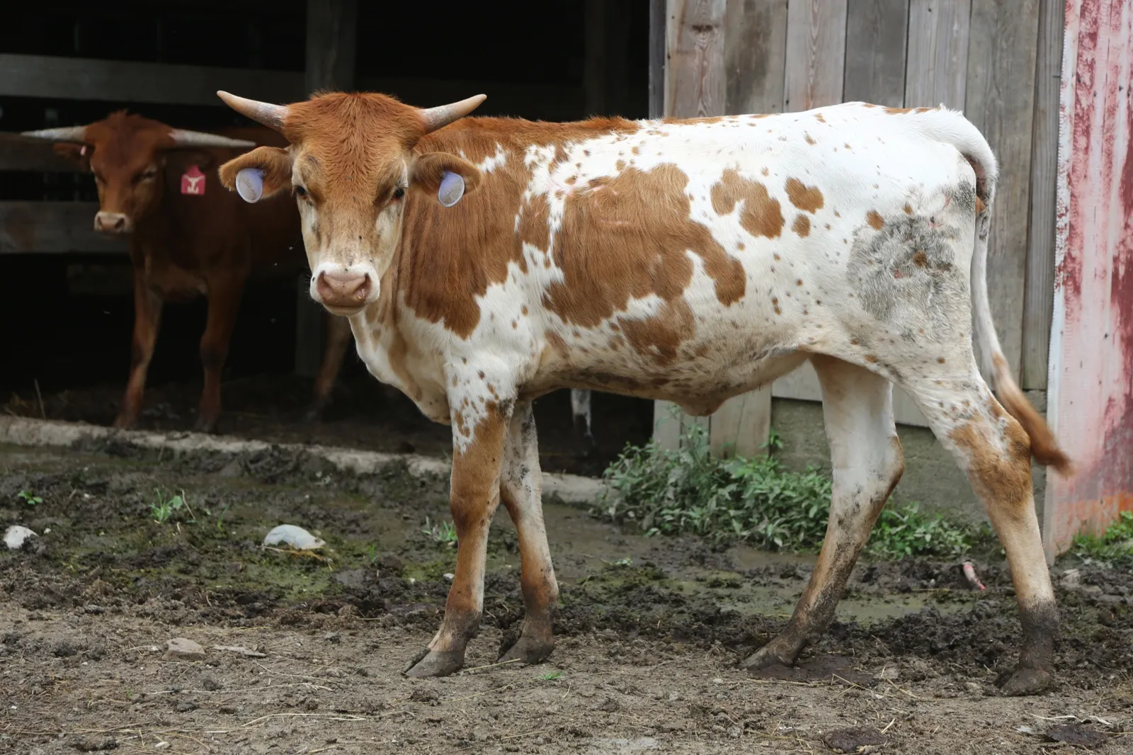 M.C. Joyful, red-and-white spotted Texas Longhorn heifer