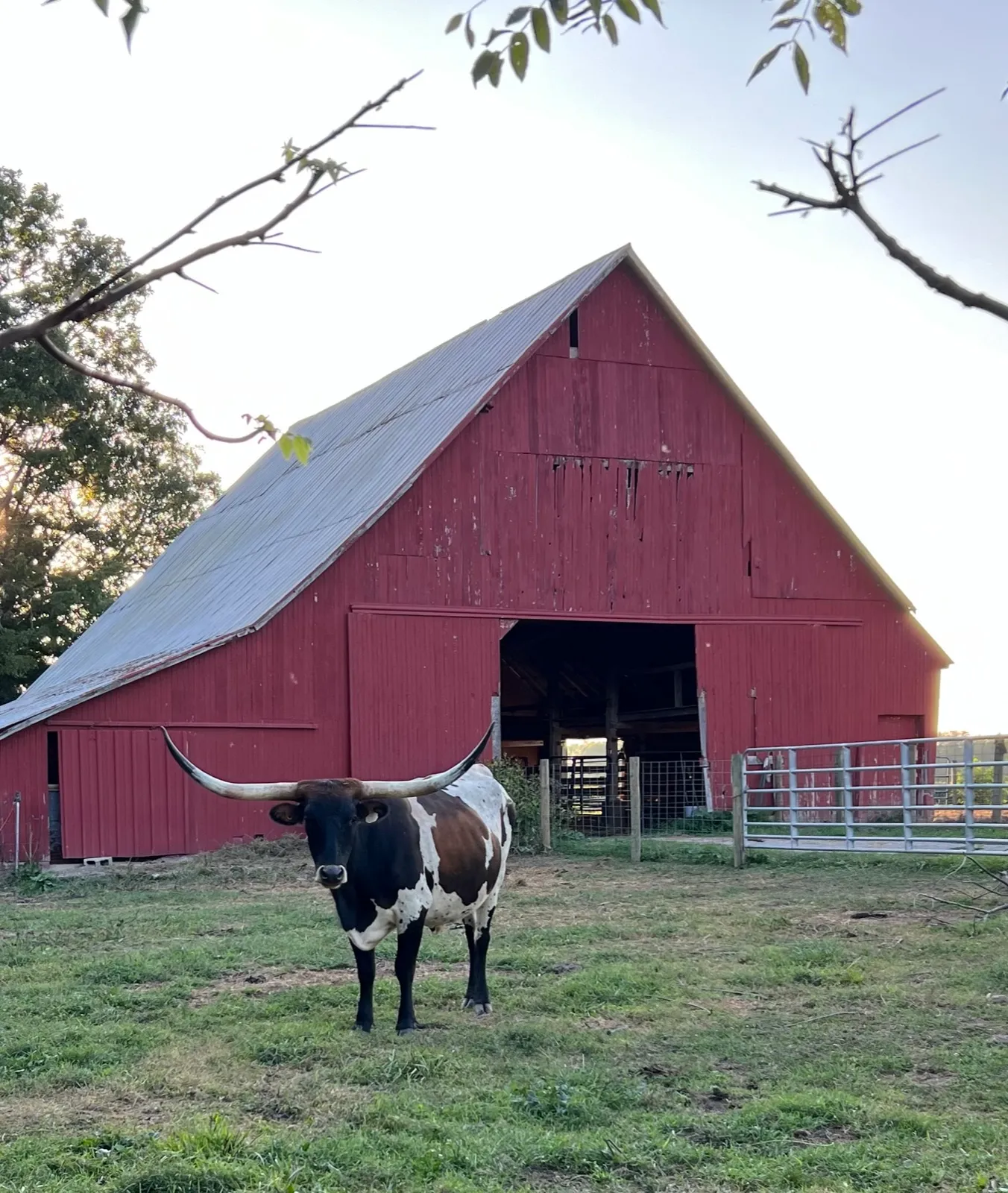 AA Wow's Fancy Free, tri-colored Texas Longhorn cow
