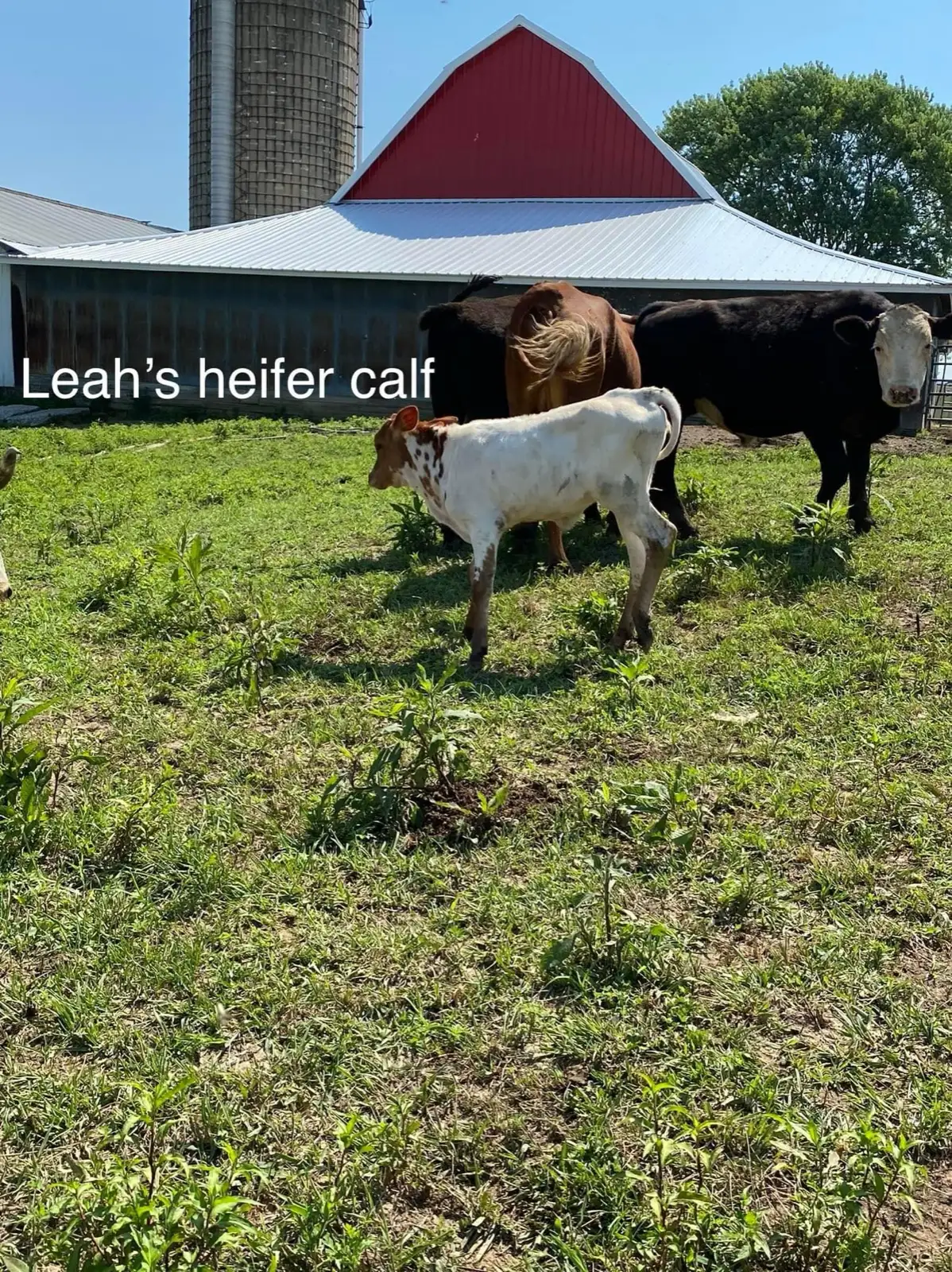 Calves We've Raised at Fun-EE Farm Longhorns