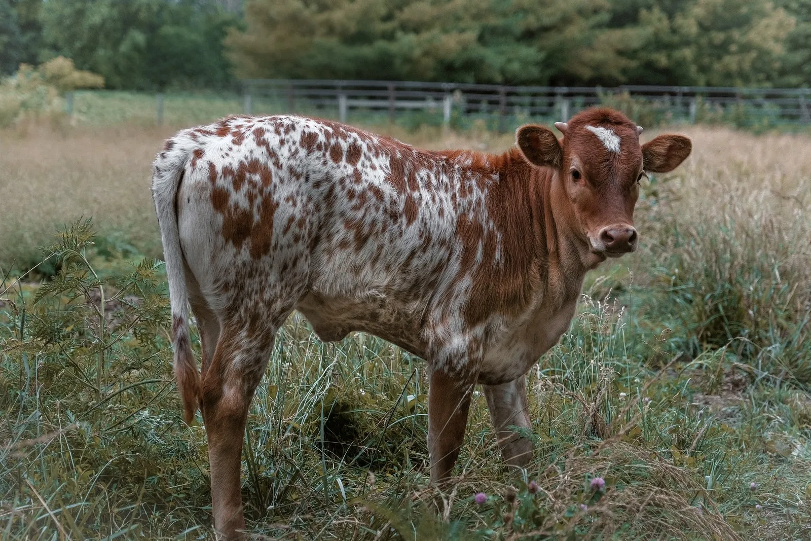 Lumi, red roan Texas Longhorn heifer calf at Fun-EE Farm