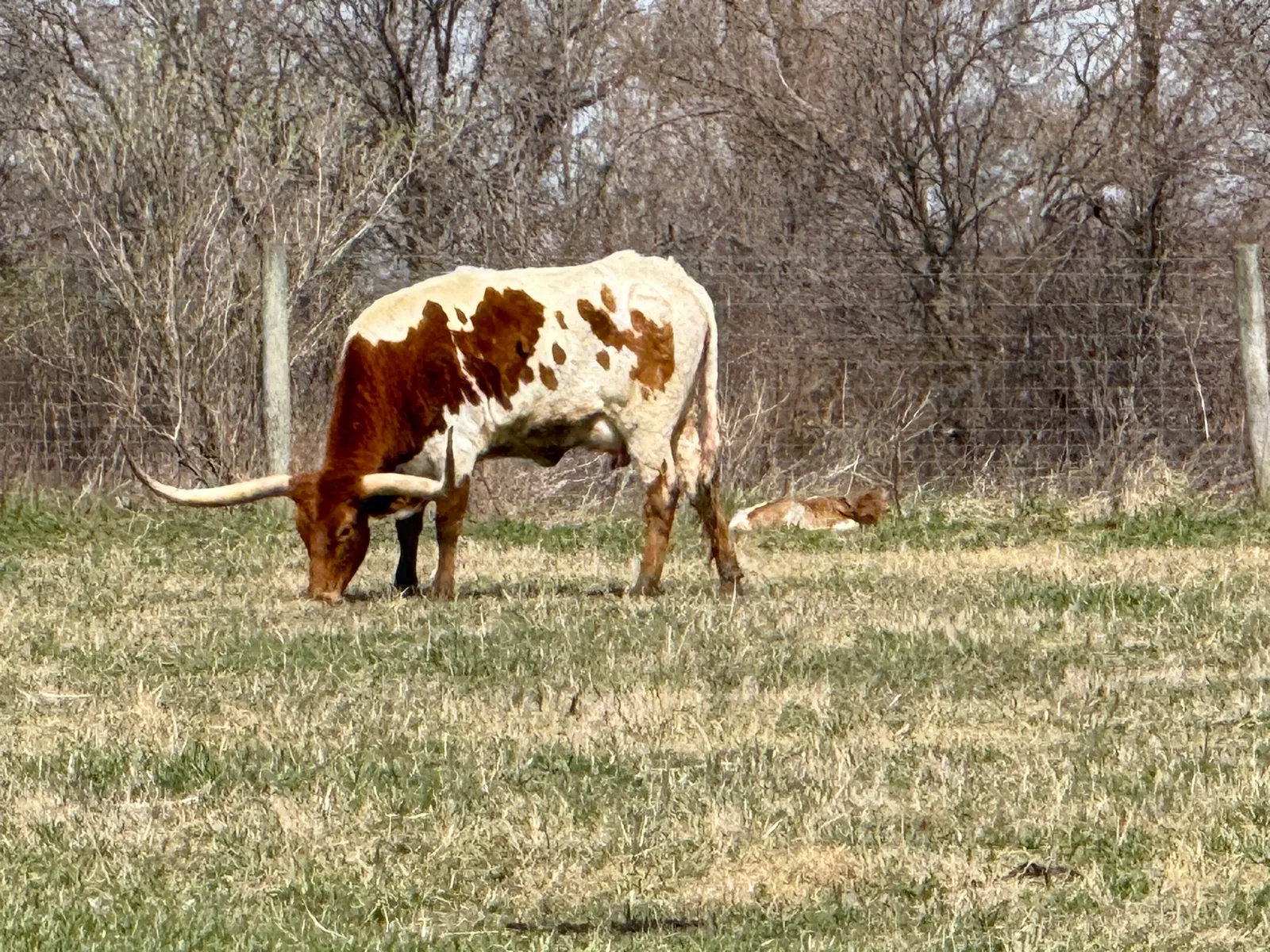 AA Wow's Emma Lee, red-and-white Texas Longhorn cow