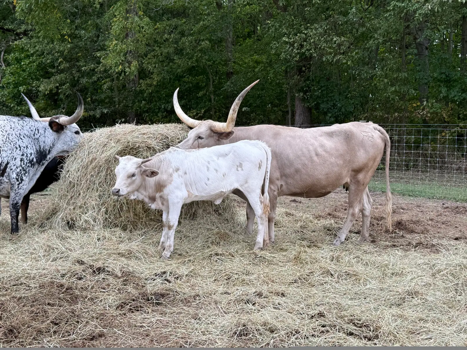 Calves We've Raised at Fun-EE Farm Longhorns