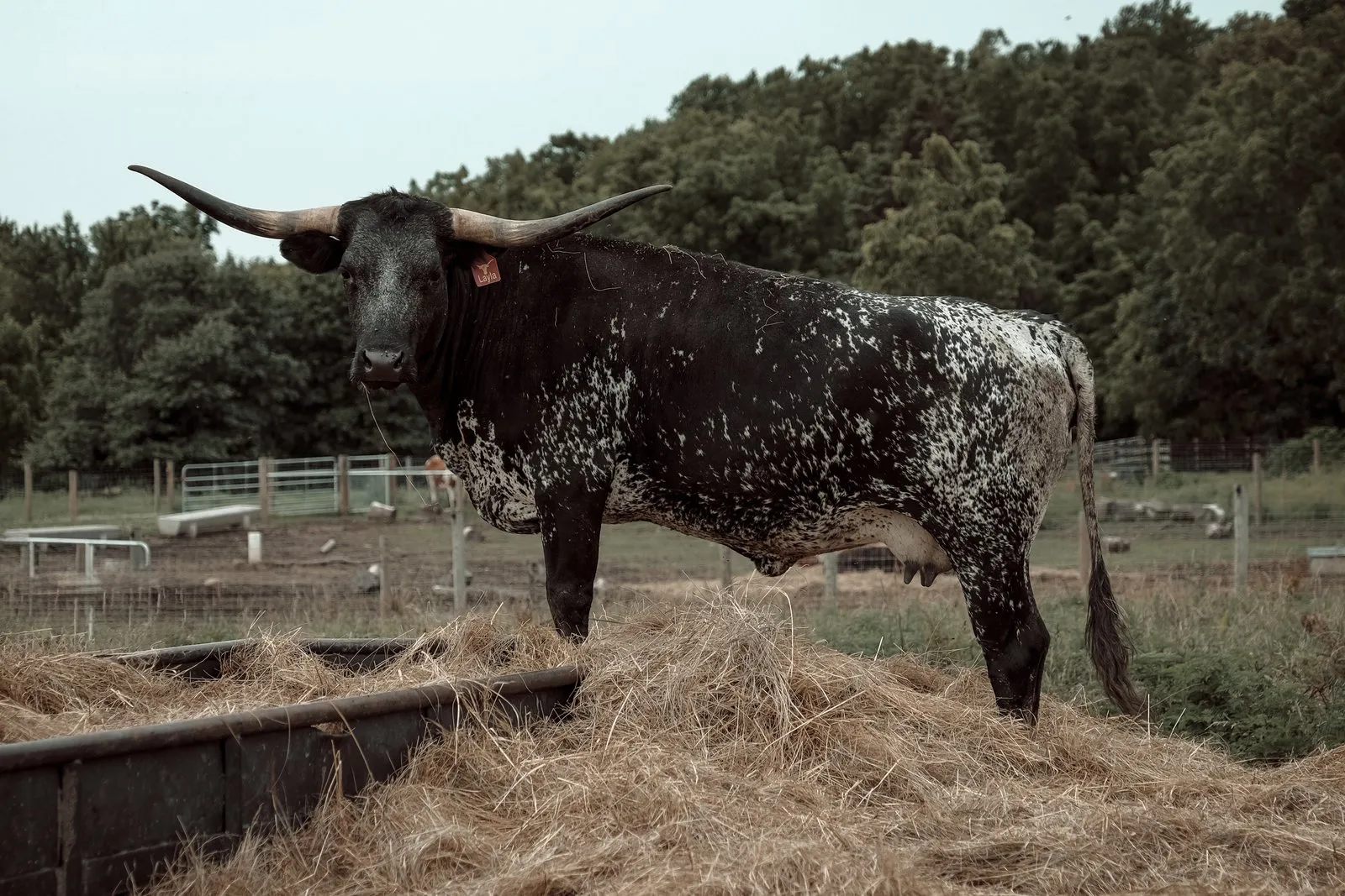 FF Promiseland Layla, black-and-white brindle Texas Longhorn cow