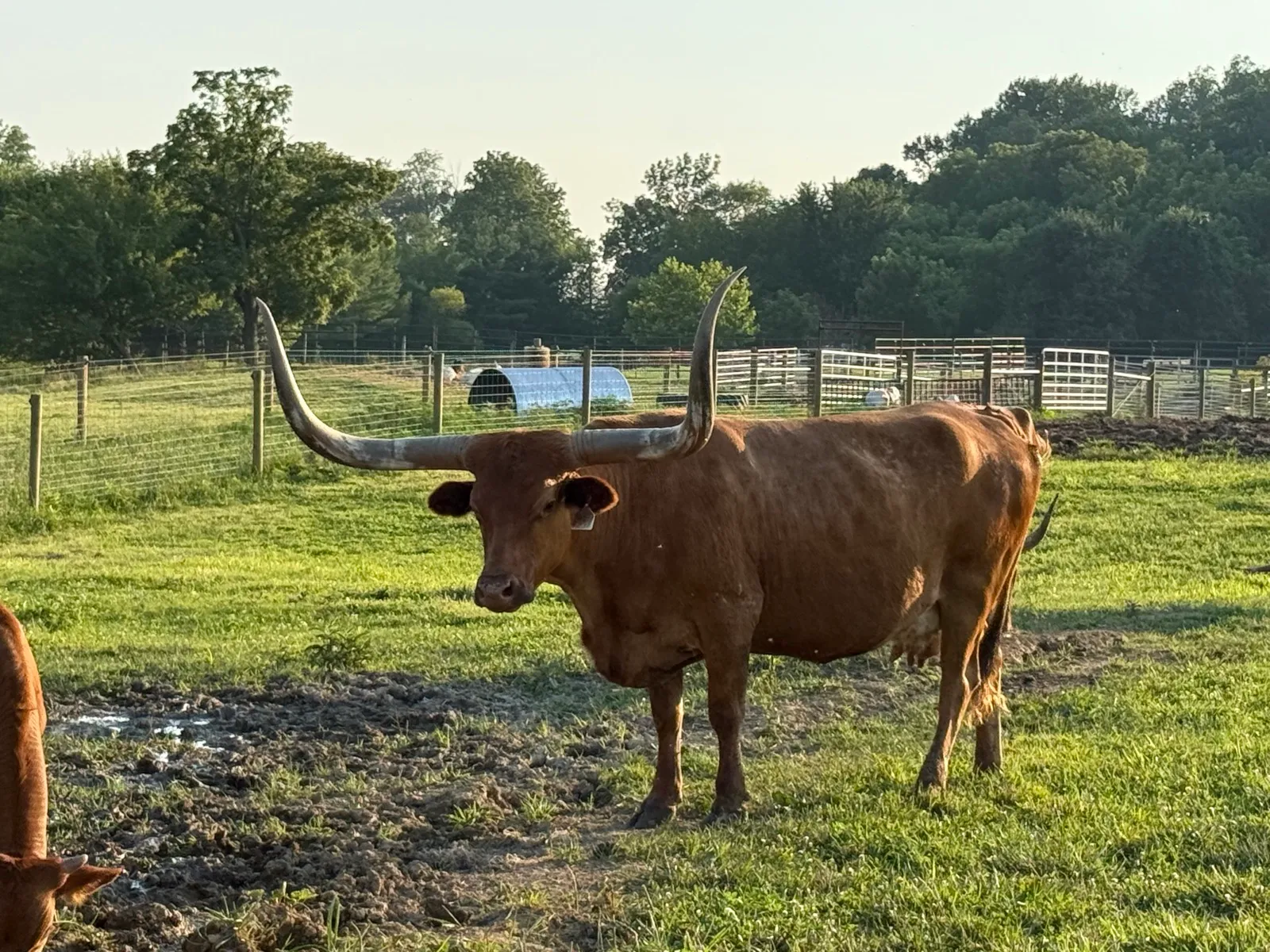 Hagens Brenda, red Texas Longhorn cow