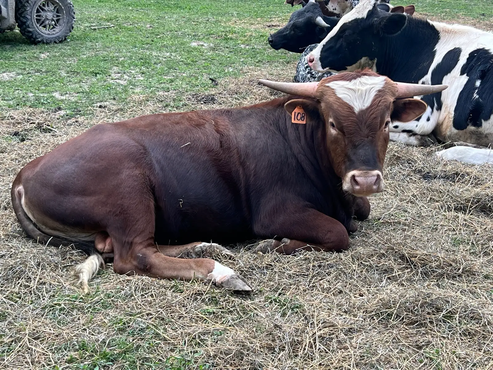 Calves We've Raised at Fun-EE Farm Longhorns