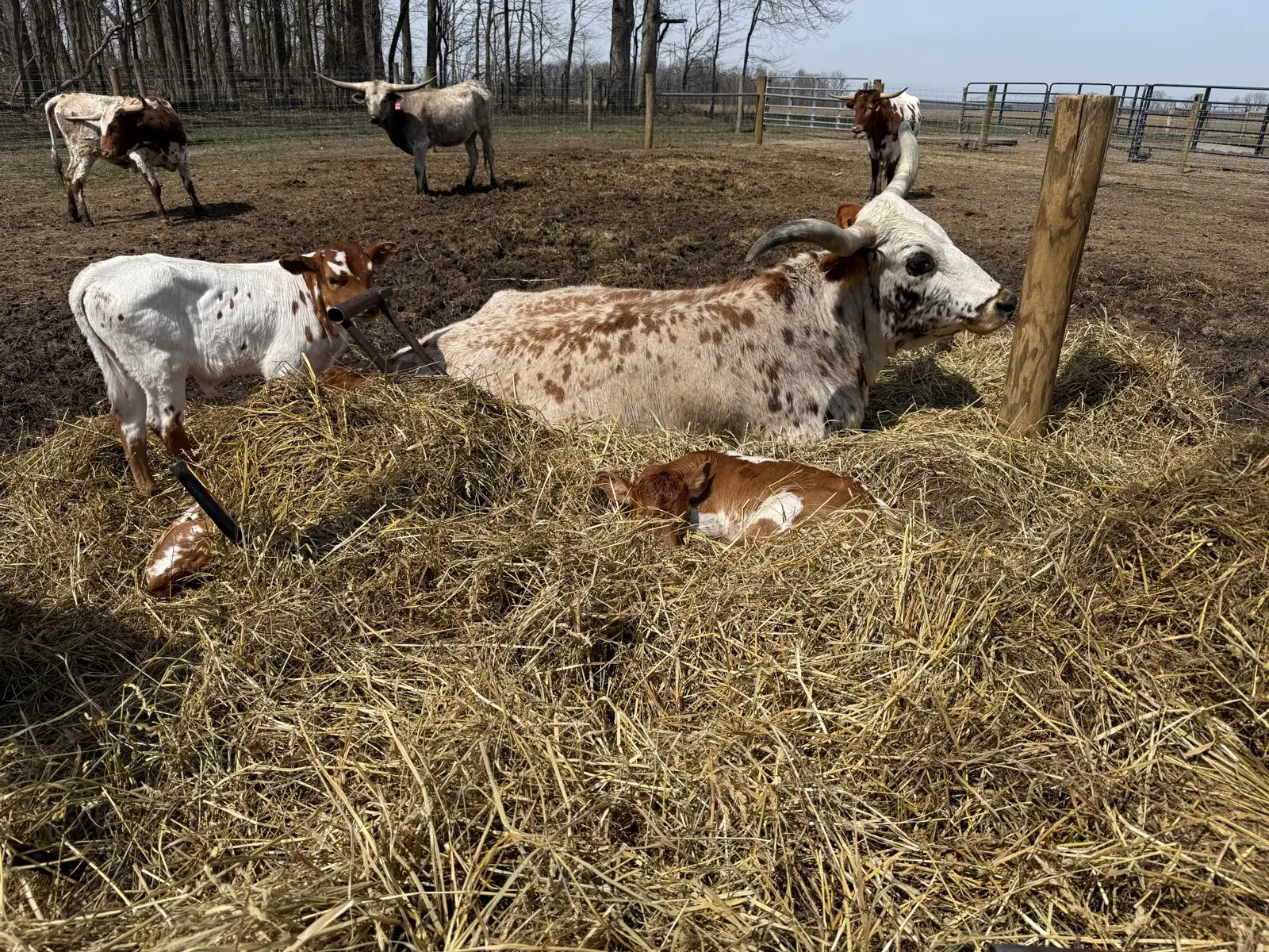 Calves We've Raised at Fun-EE Farm Longhorns