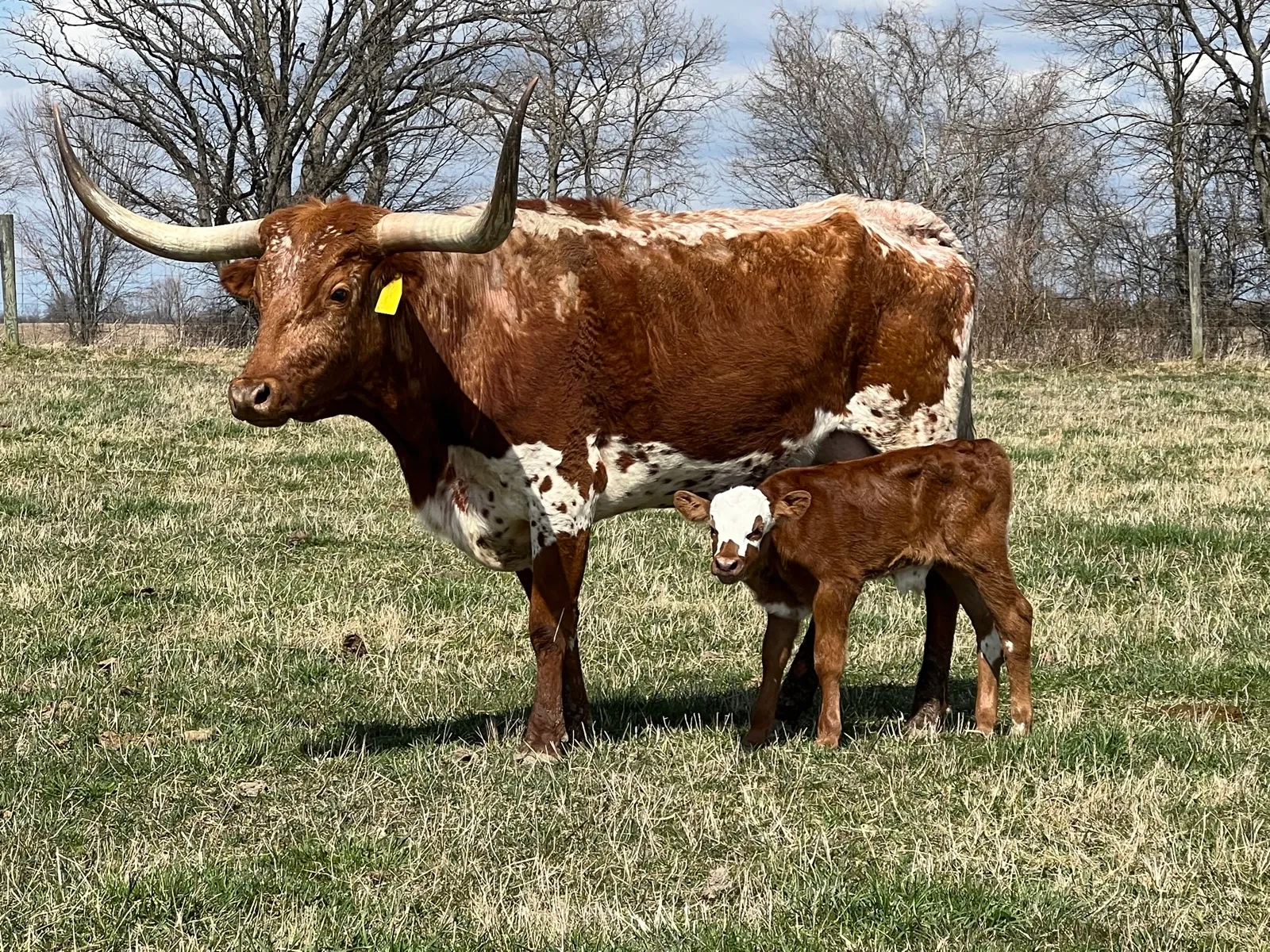 RazzleDazzle Hot Lucille with her calf at Fun-EE Farm