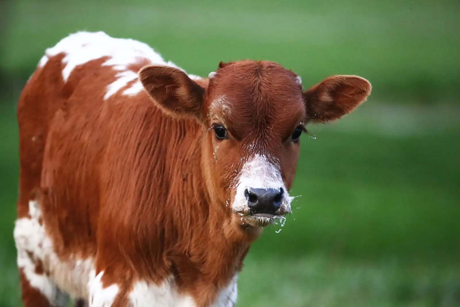 Calves We've Raised at Fun-EE Farm Longhorns