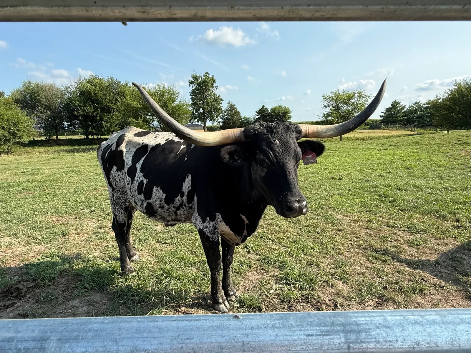 AA Wow's Brews Legacy, black-and-white Texas Longhorn cow
