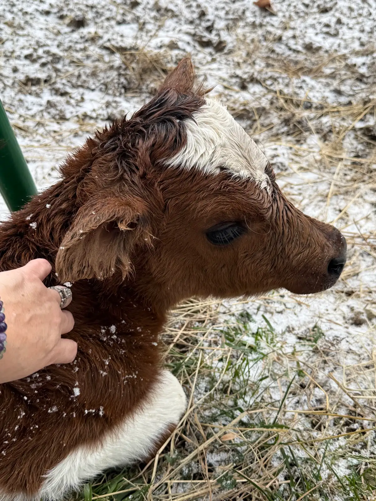 Calves We've Raised at Fun-EE Farm Longhorns