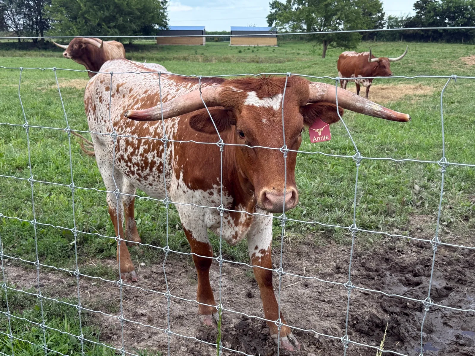 TT Annie Tuff, red-and-white brindle Texas Longhorn heifer