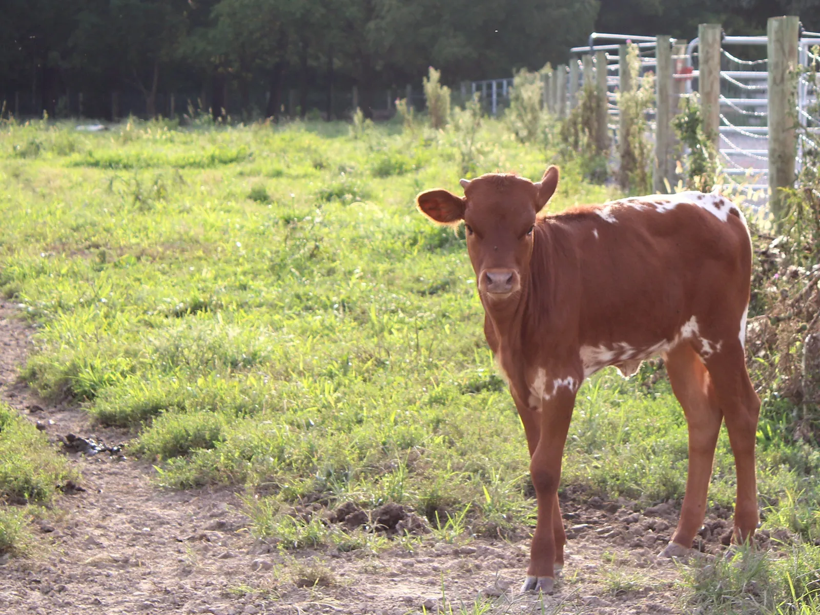 Lucy's 2026 heifer calf in the pasture along the fence line at Fun-EE Farm
