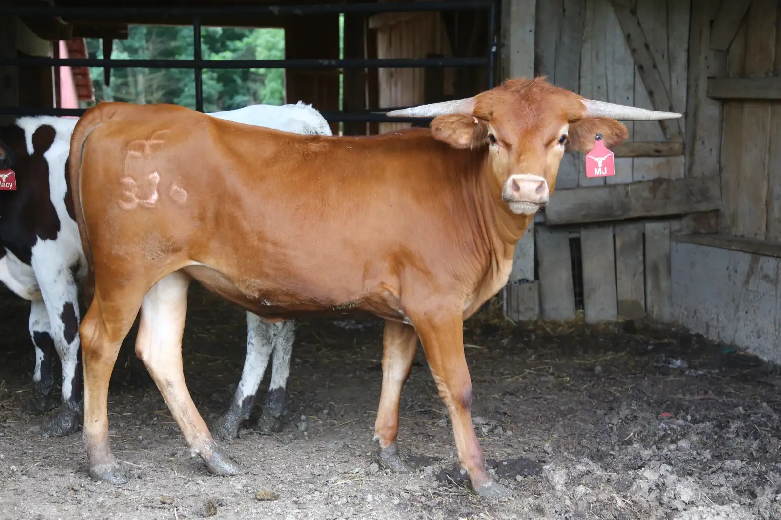 Calves We've Raised at Fun-EE Farm Longhorns