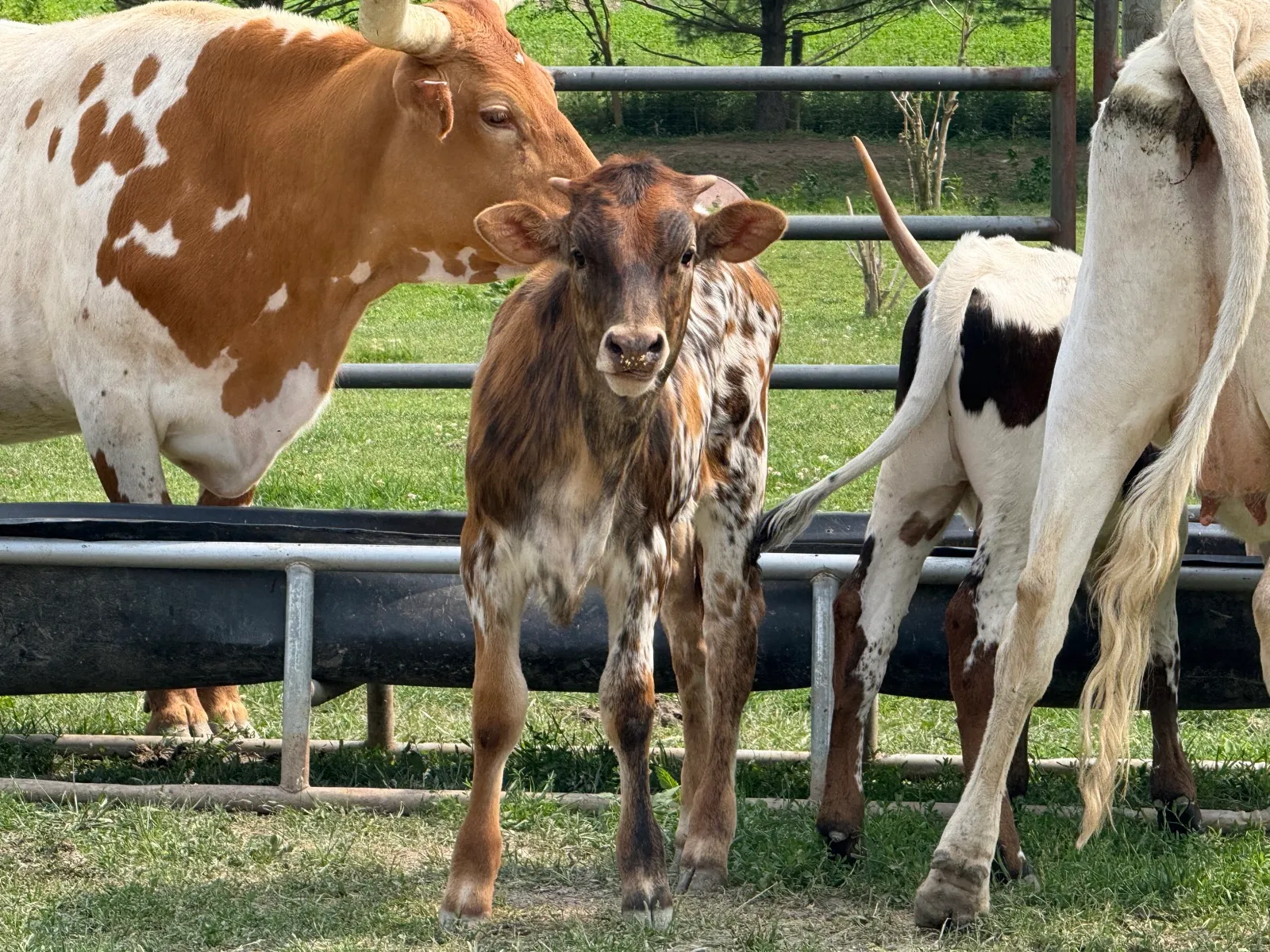 TT Super Tuff Tenacity, tri-colored Texas Longhorn heifer