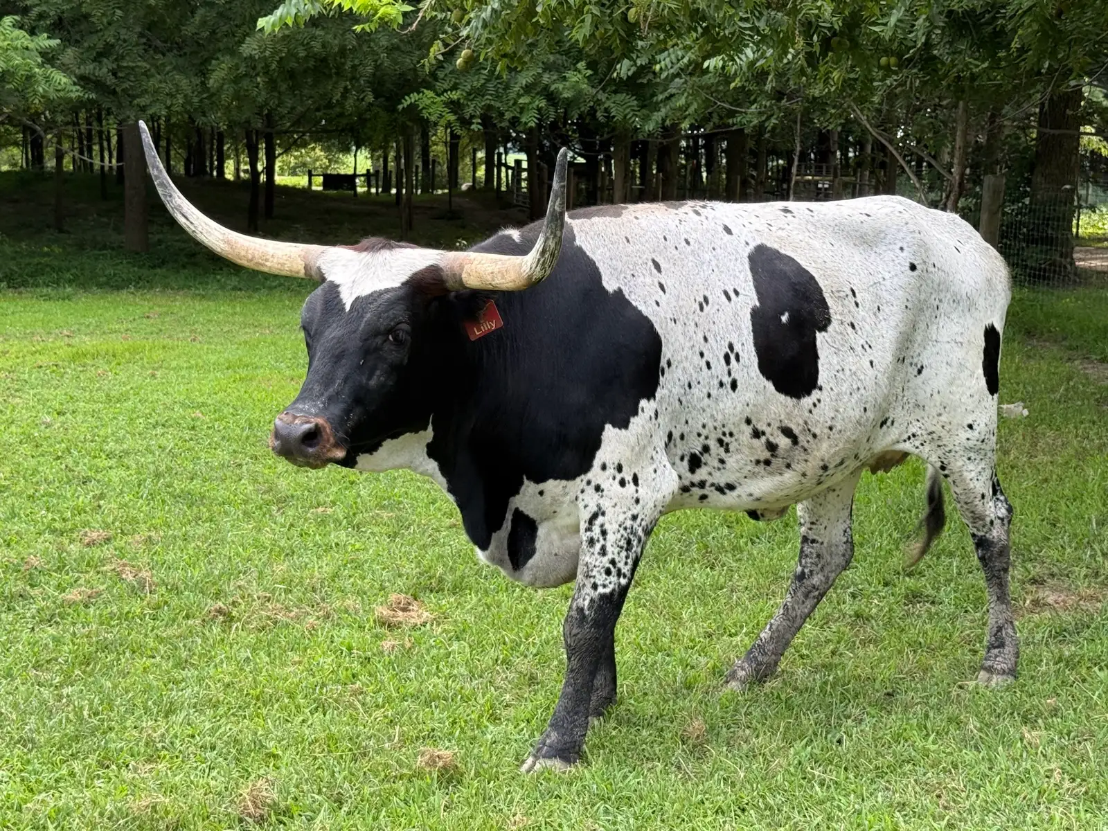 Calves We've Raised at Fun-EE Farm Longhorns