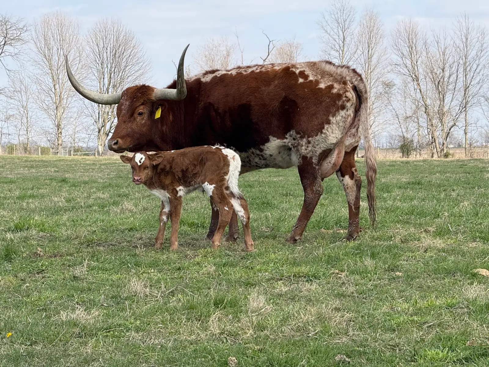 Calves We've Raised at Fun-EE Farm Longhorns
