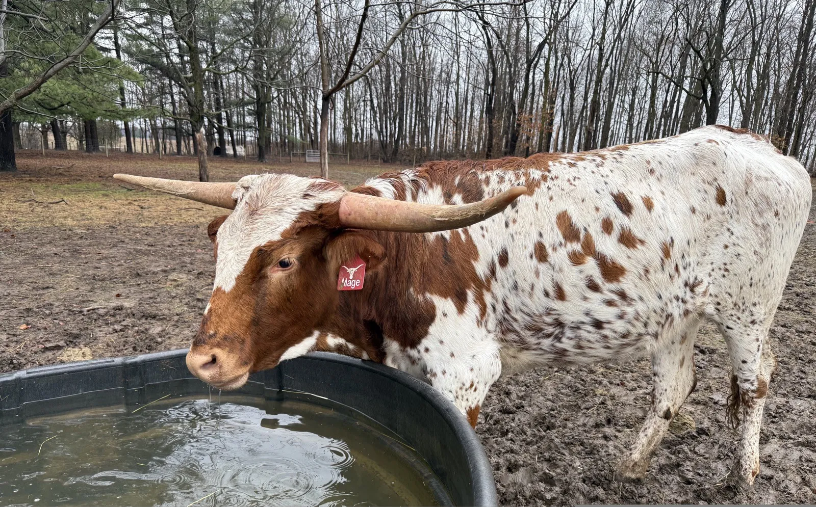 AA Mage, red-and-white Texas Longhorn cow