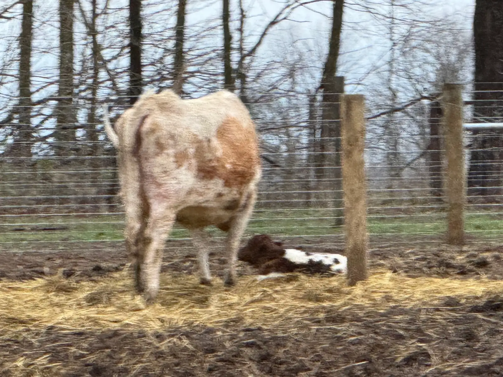 Calves We've Raised at Fun-EE Farm Longhorns