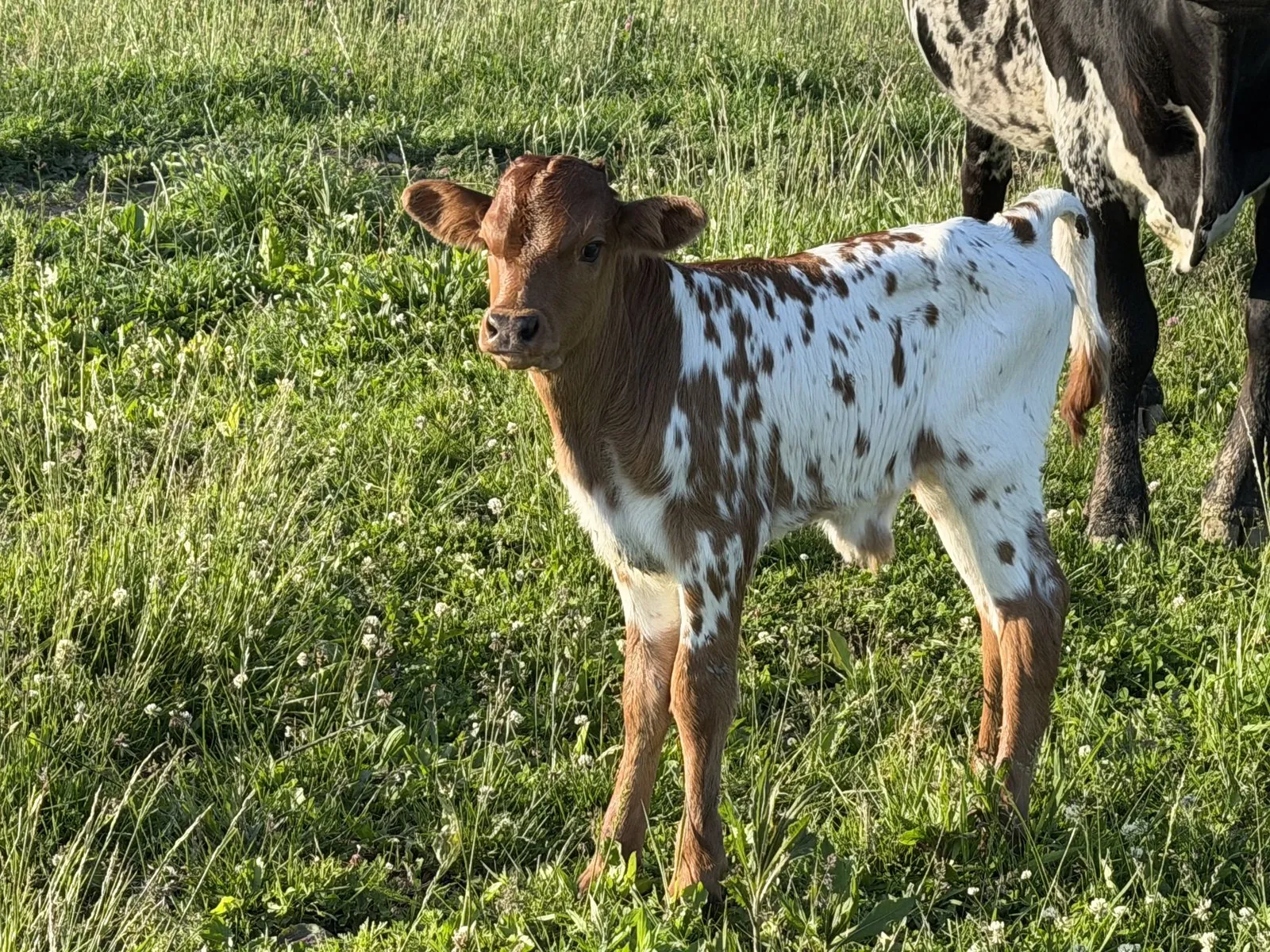 Cherry's 2026 bull calf standing in the pasture at Fun-EE Farm
