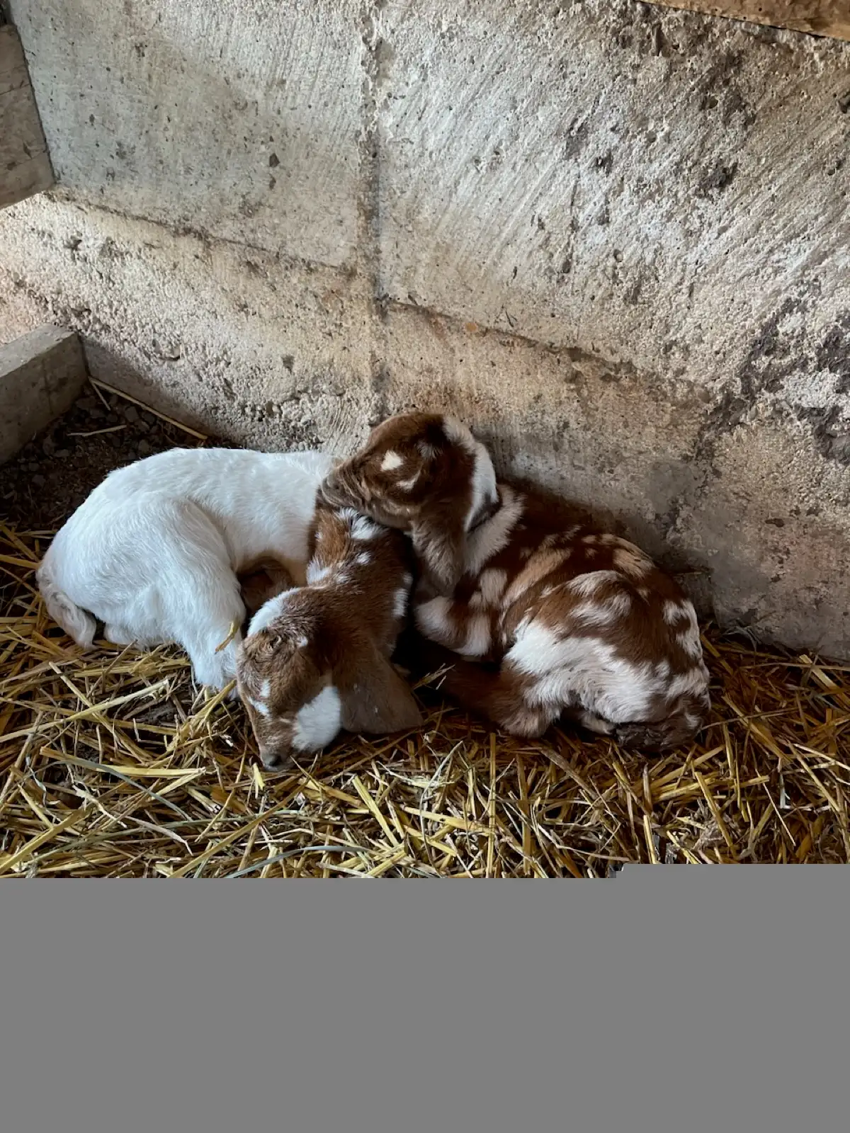 The Goats at Fun-EE Farm Longhorns