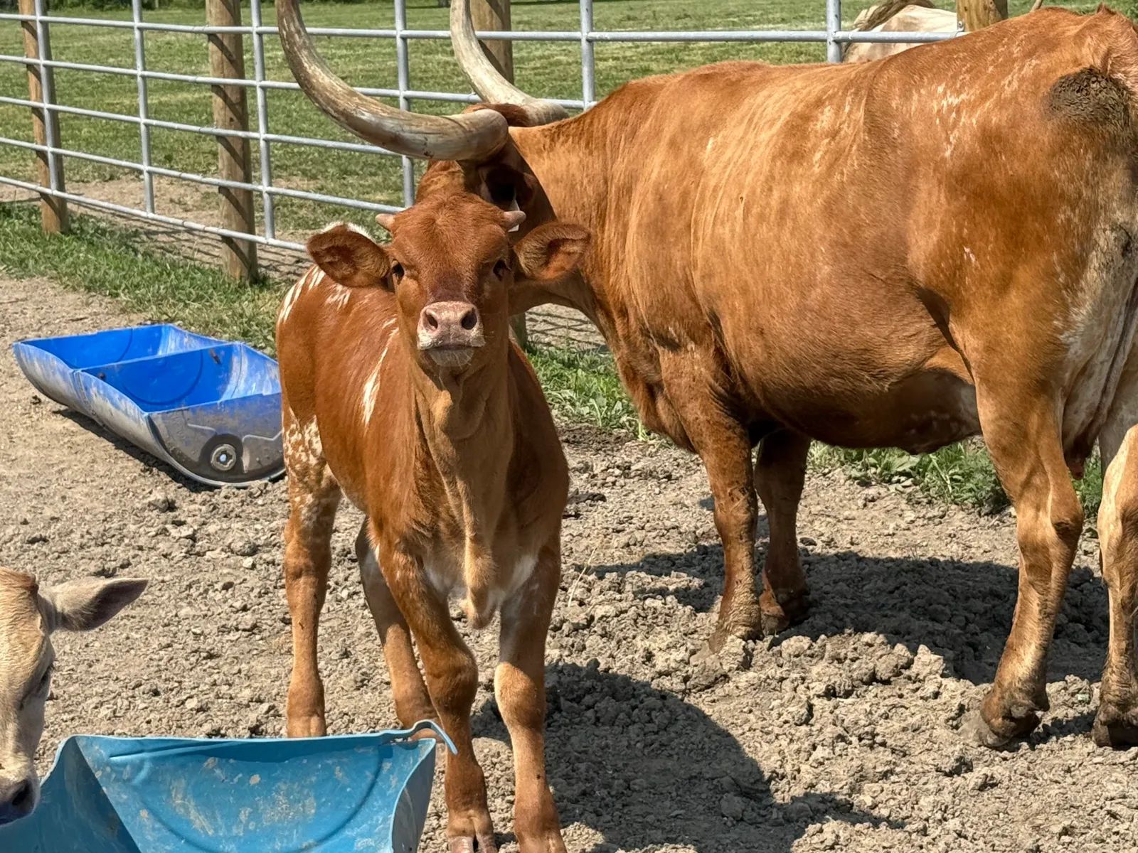 Hagens Brenda, red Texas Longhorn cow