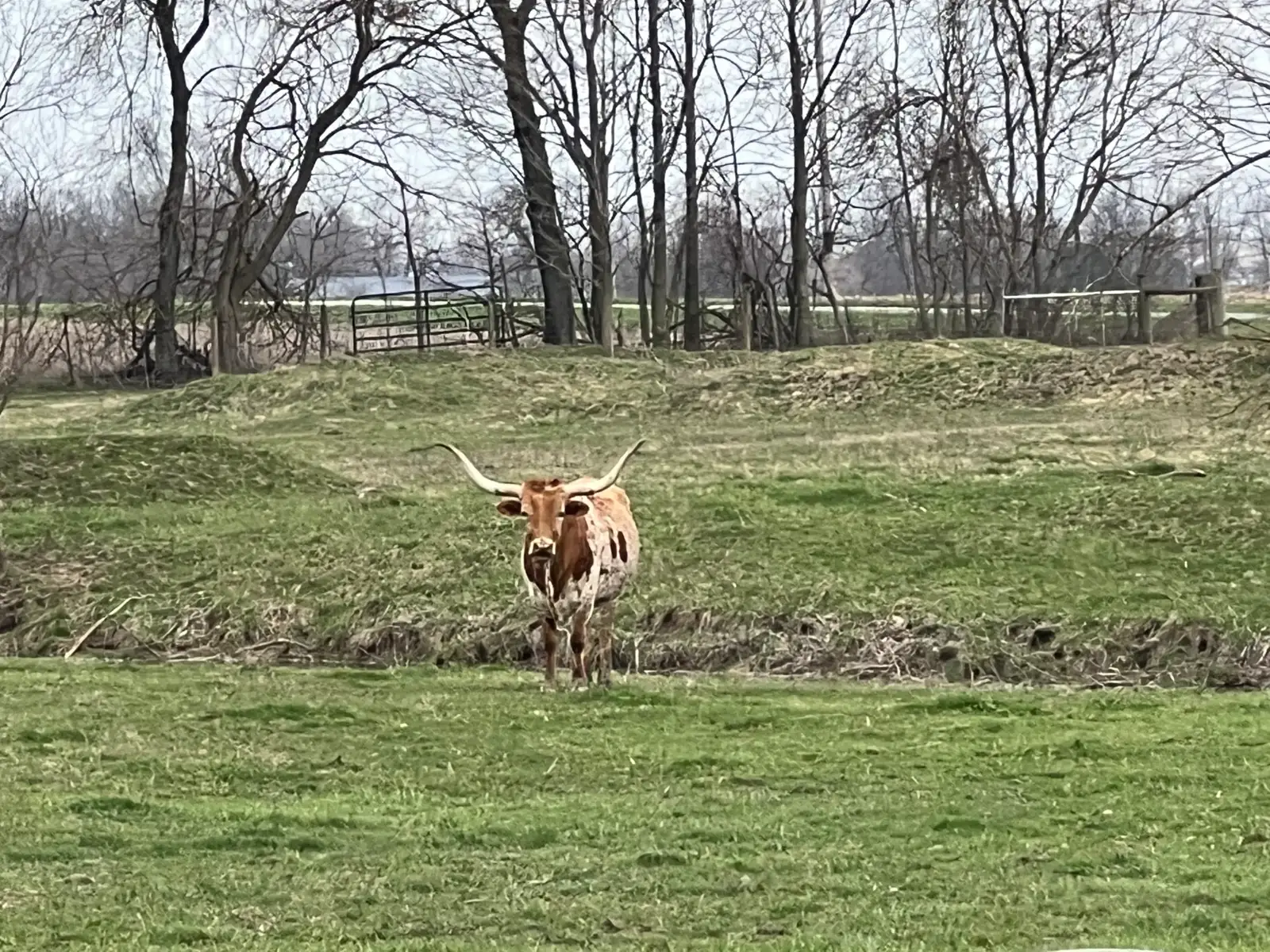 Calves We've Raised at Fun-EE Farm Longhorns