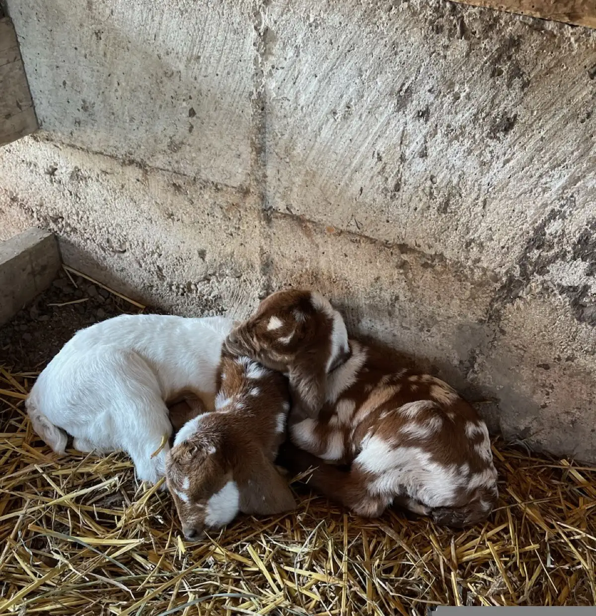 The Goats at Fun-EE Farm Longhorns