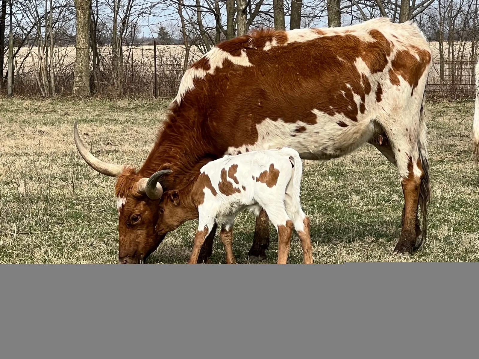 OHL Cherry's Gun, red-and-white Texas Longhorn cow