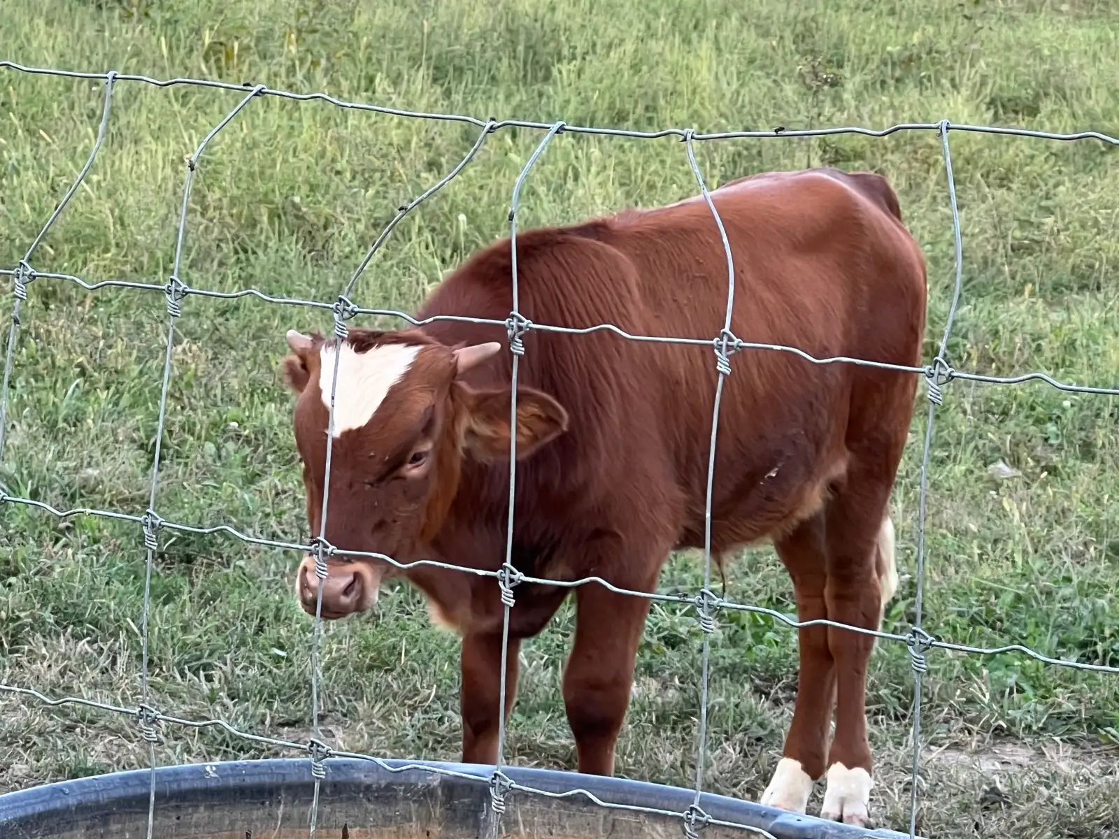 Calves We've Raised at Fun-EE Farm Longhorns
