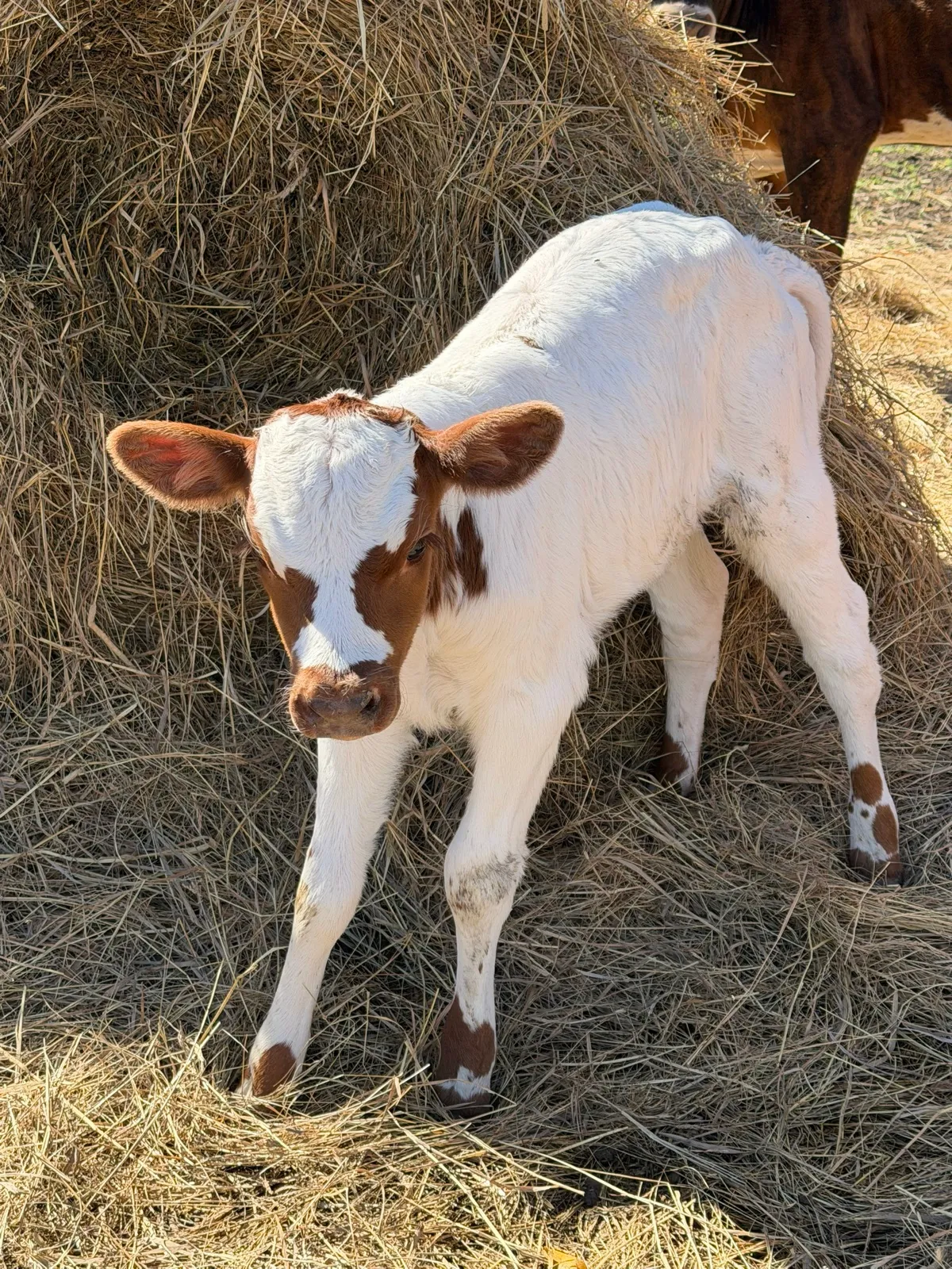 Chief, Mac Spin's 2026 bull calf, standing in the hay at Fun-EE Farm