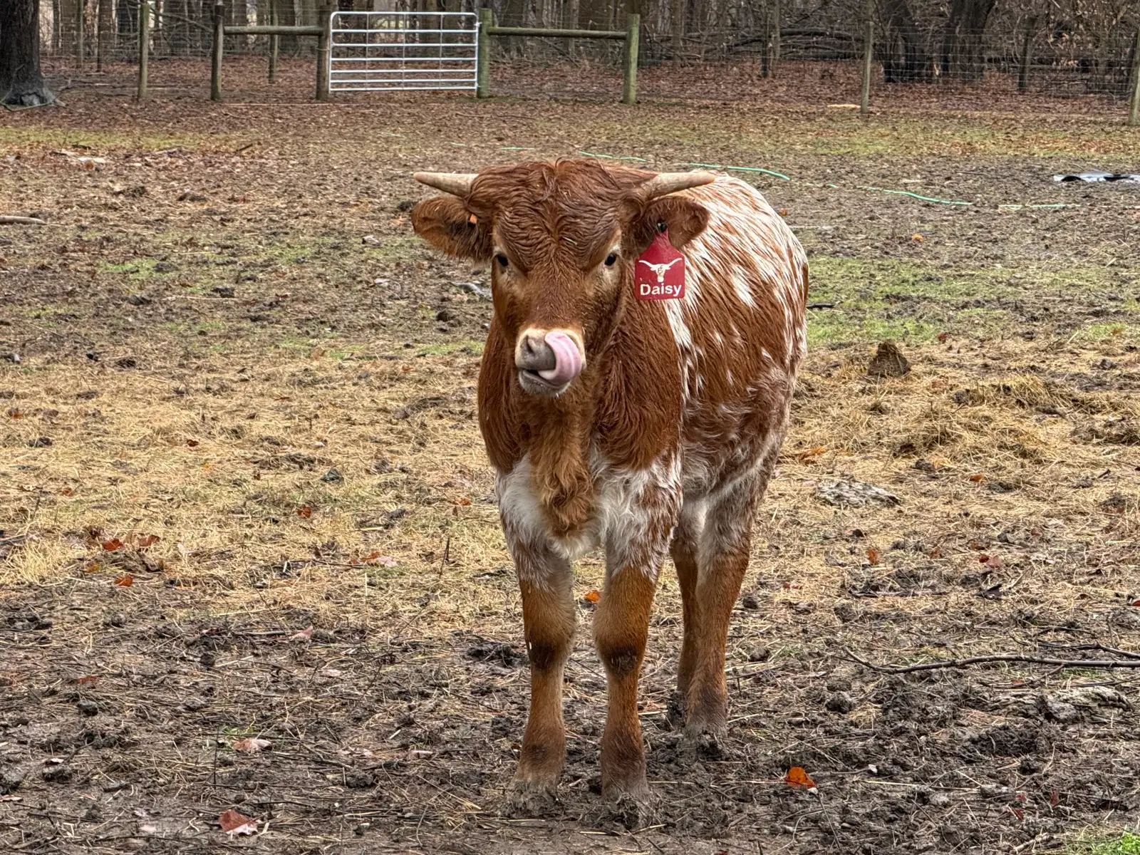 Life on the Farm at Fun-EE Farm Longhorns